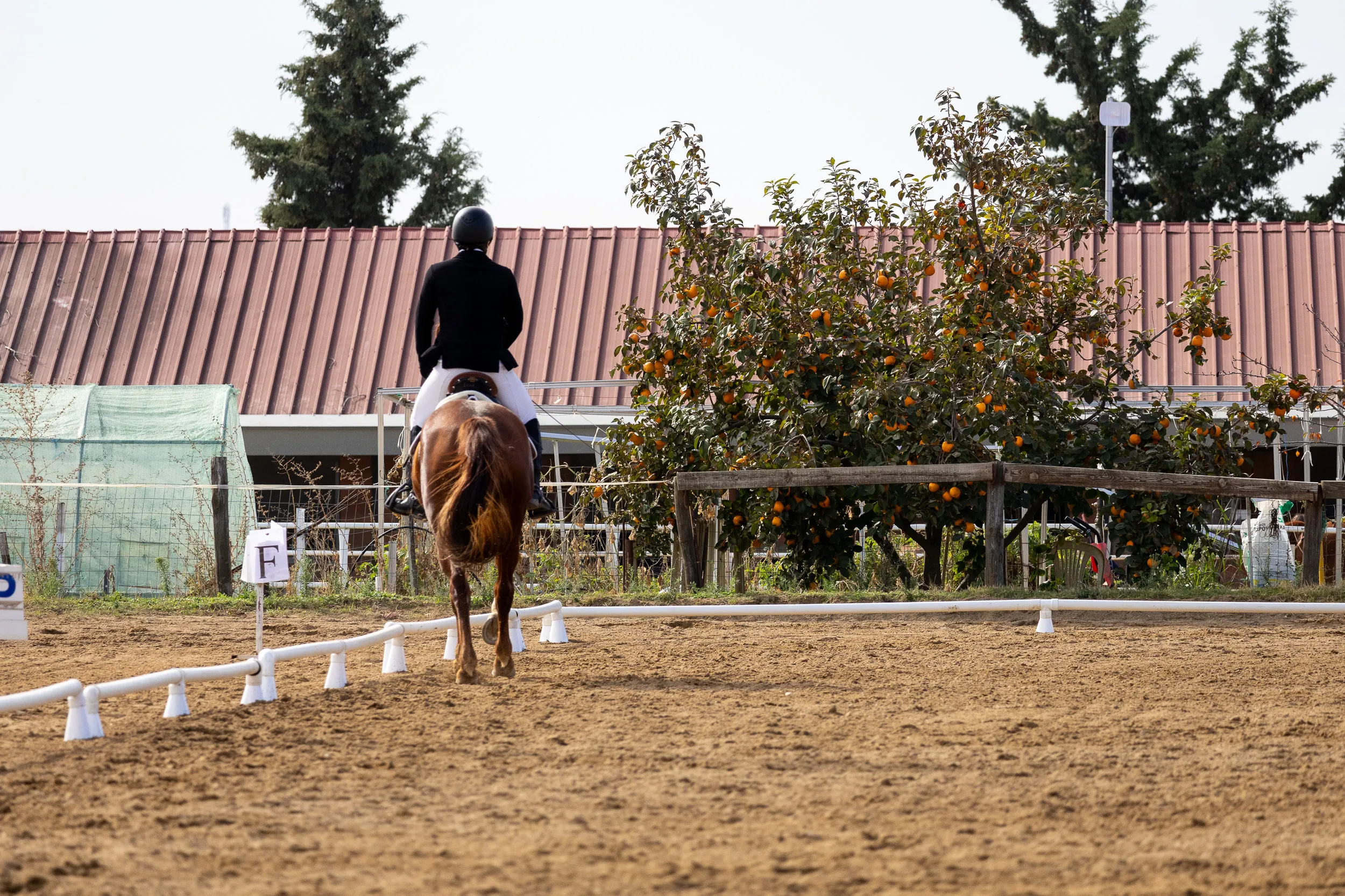 Horses — 11