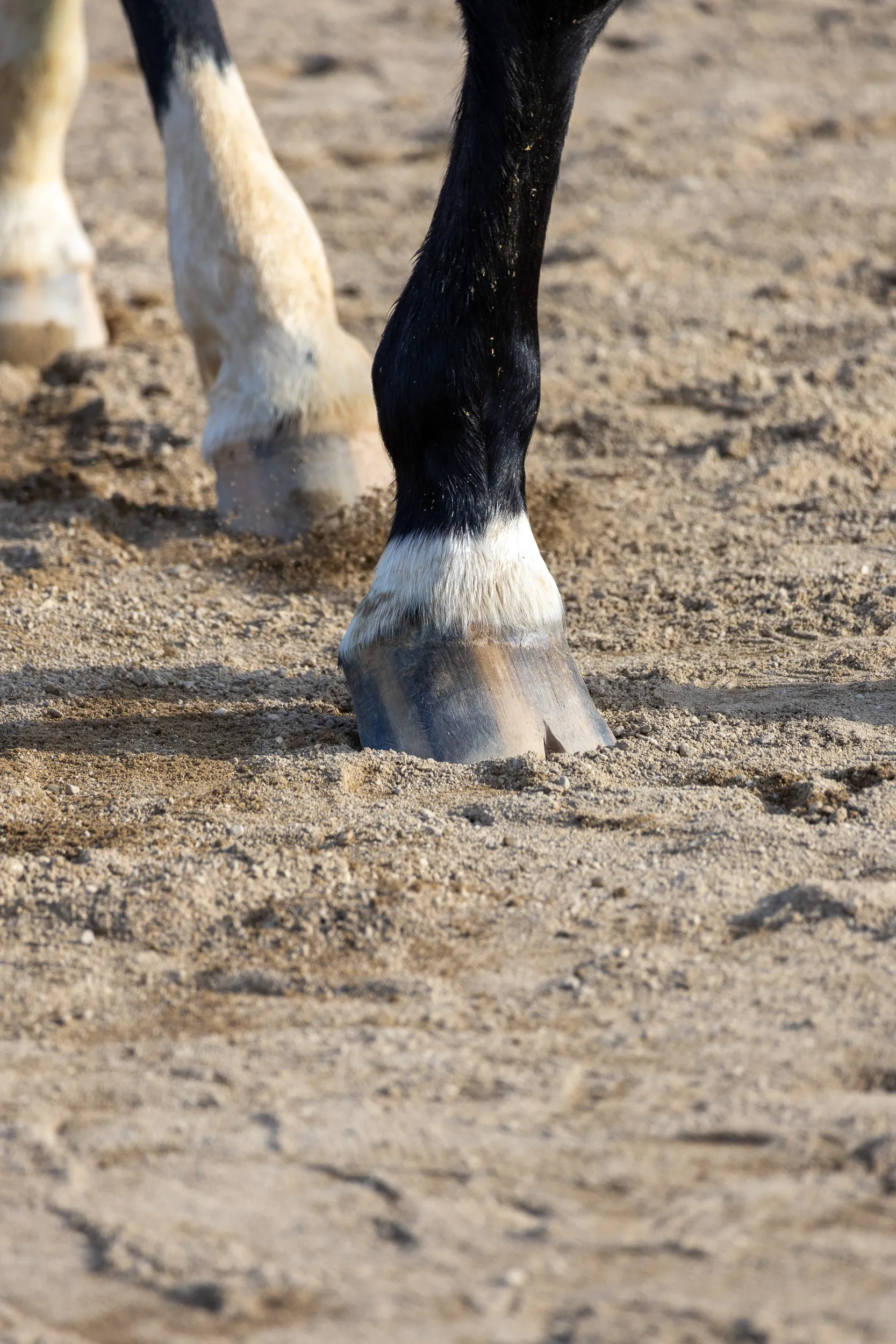 Horses — 12