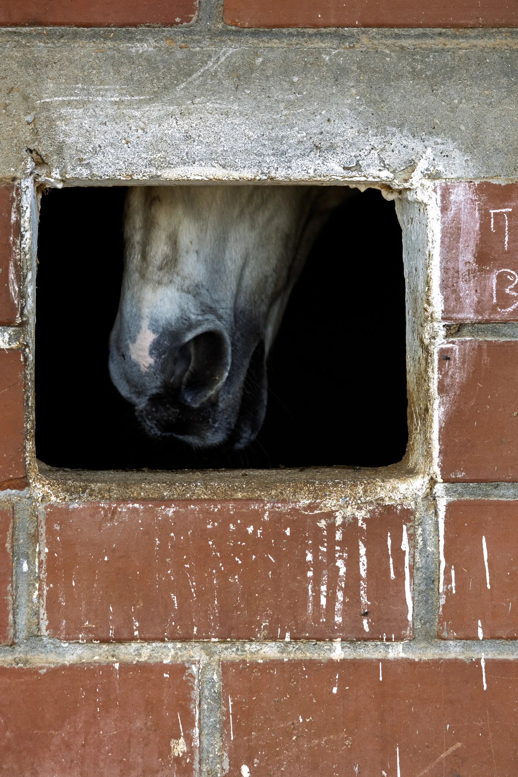 Horses — 14