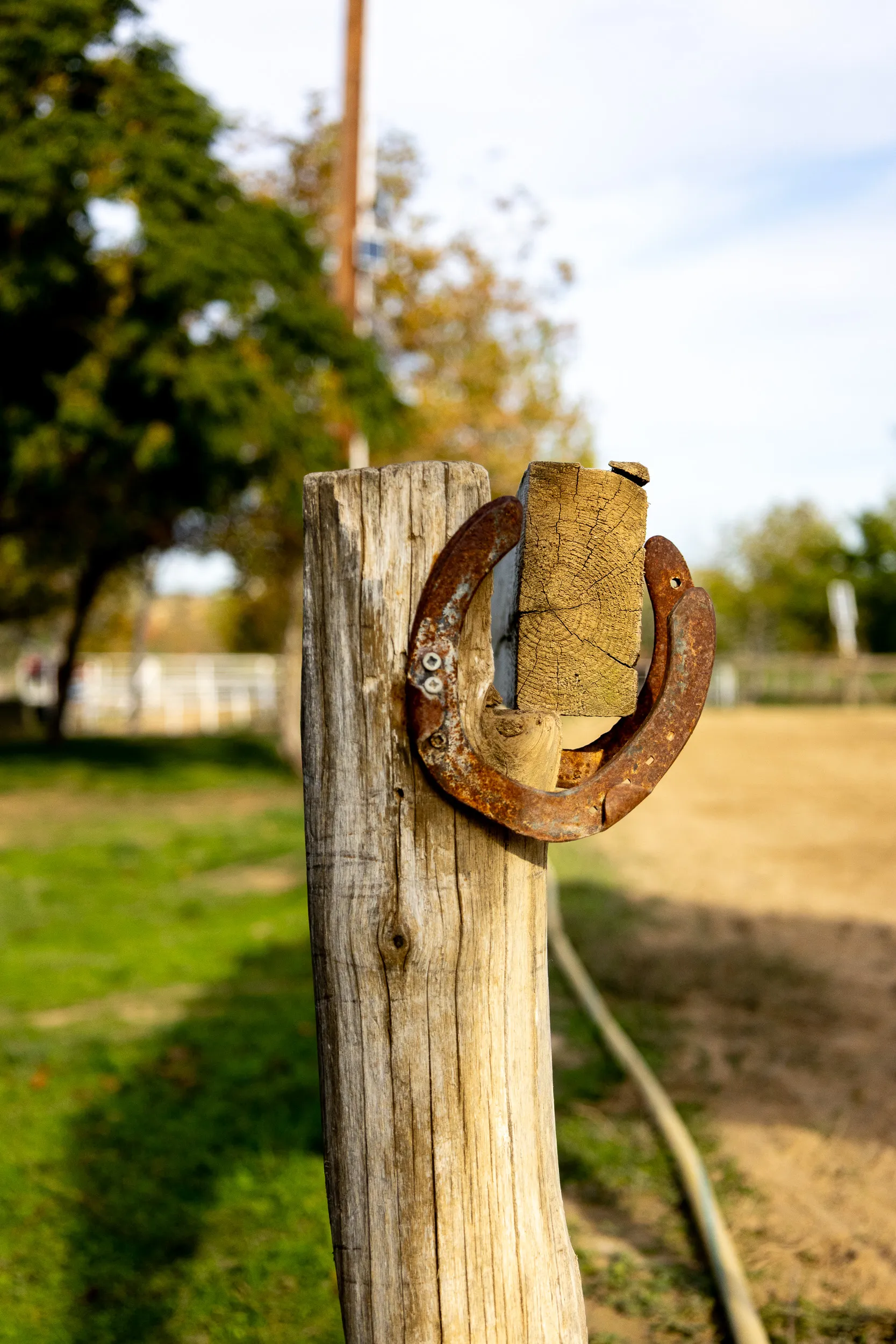 Horses — 15
