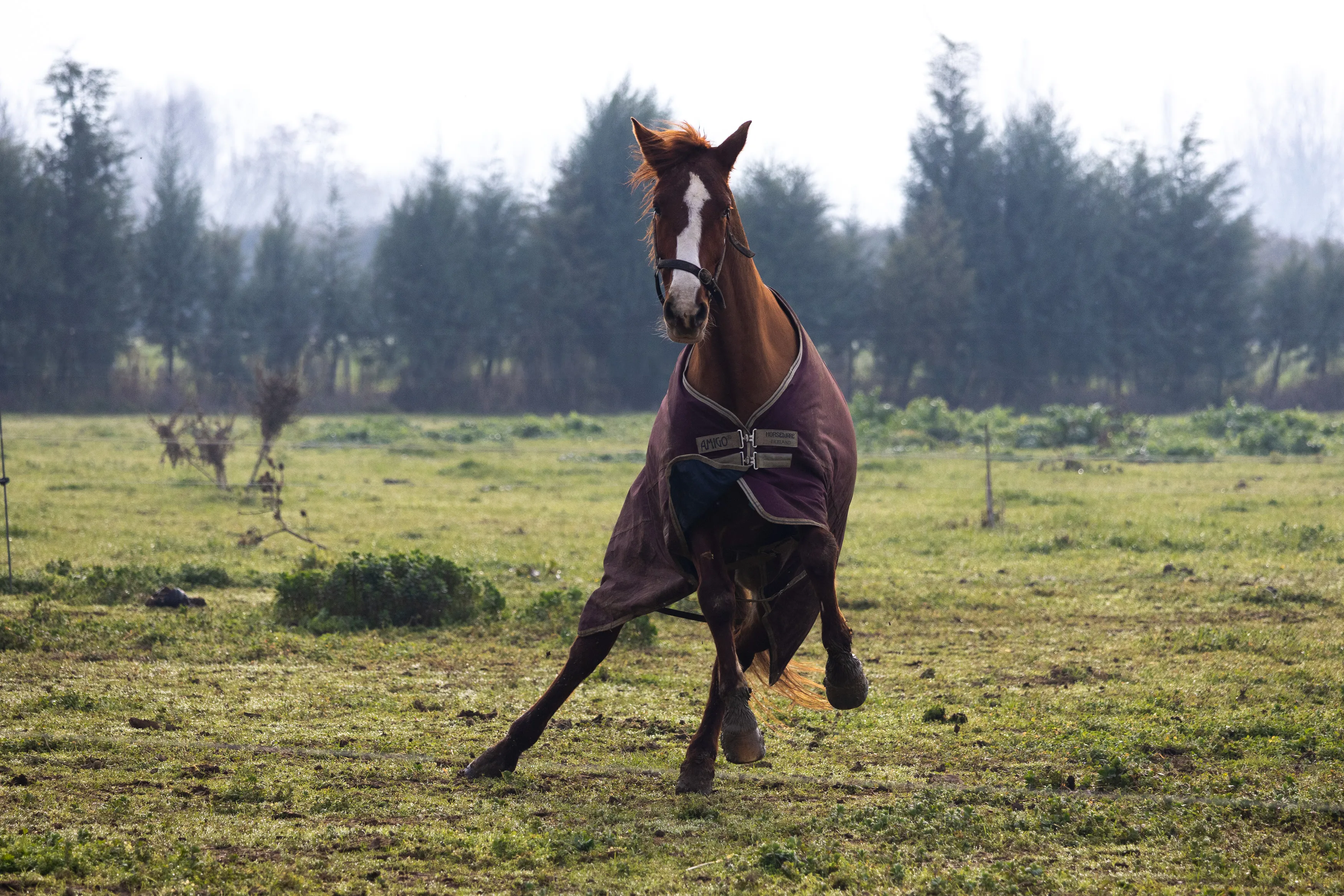 Horses — 16