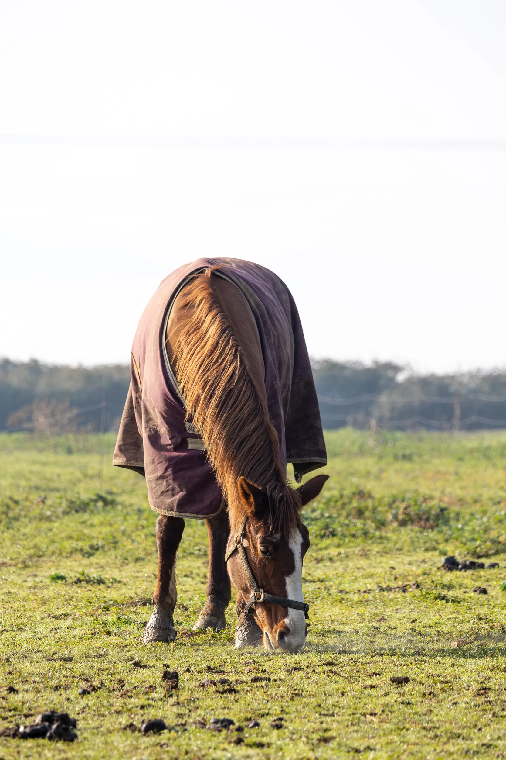 Horses — 17