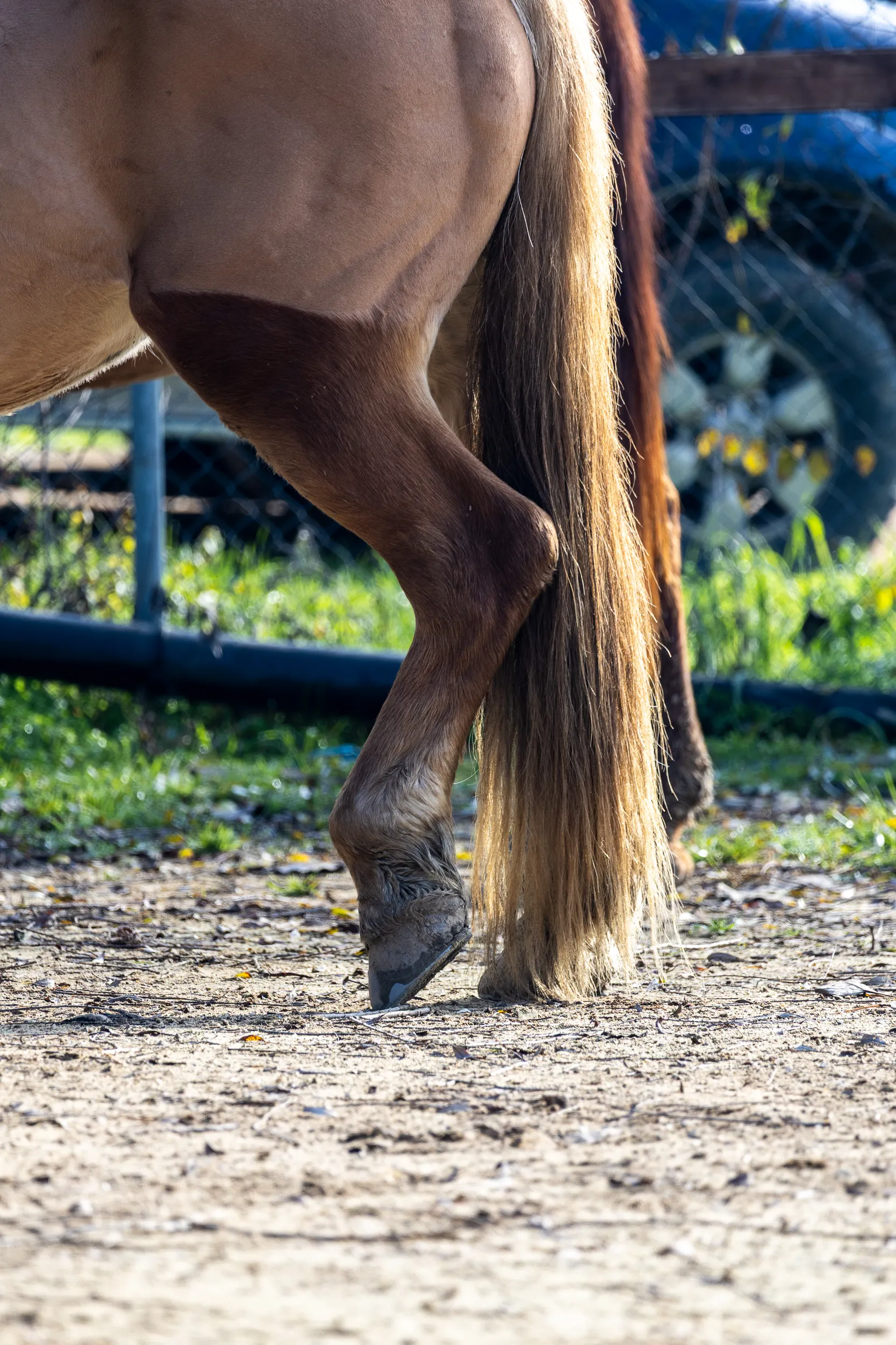 Horses — 18