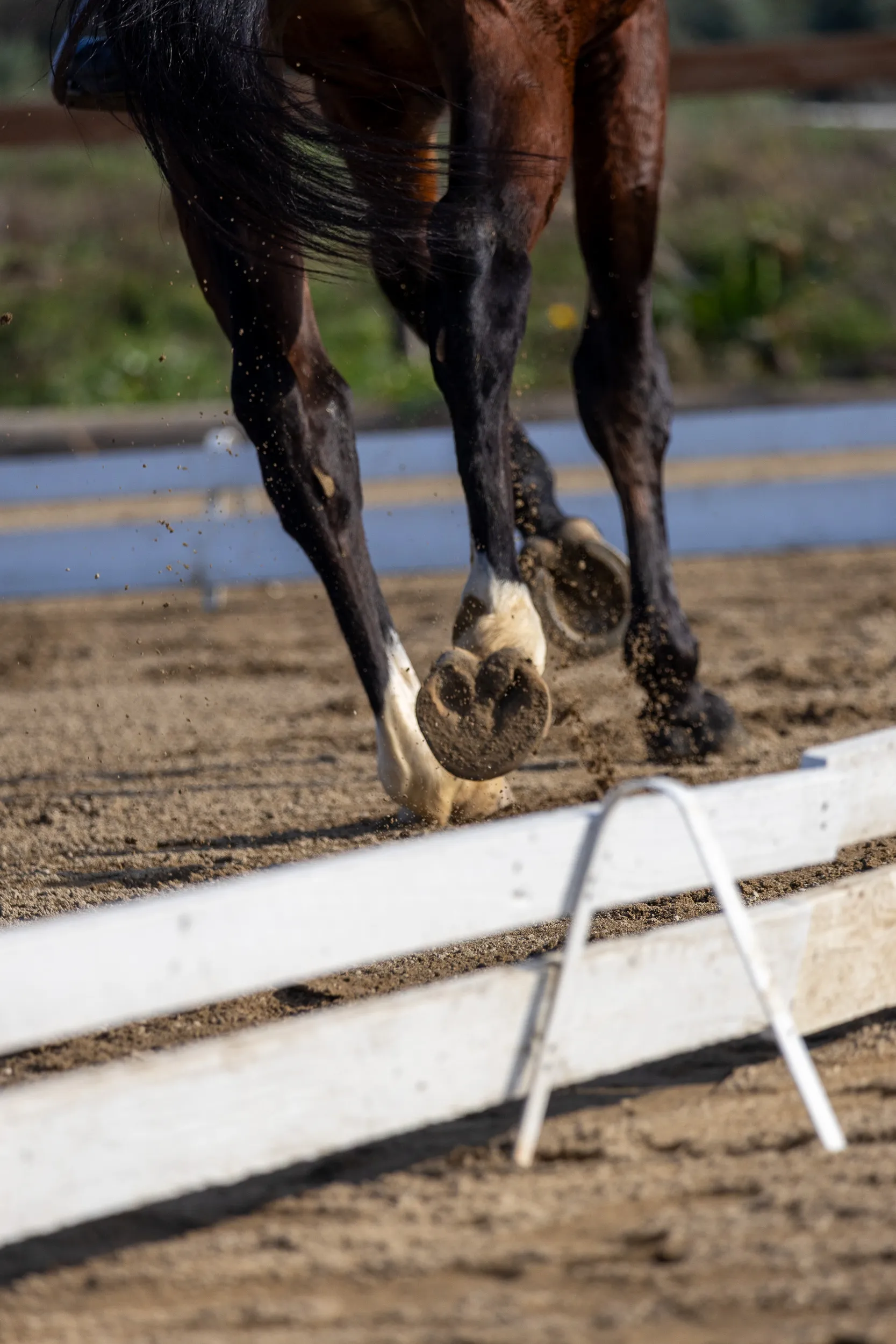 Horses — 19