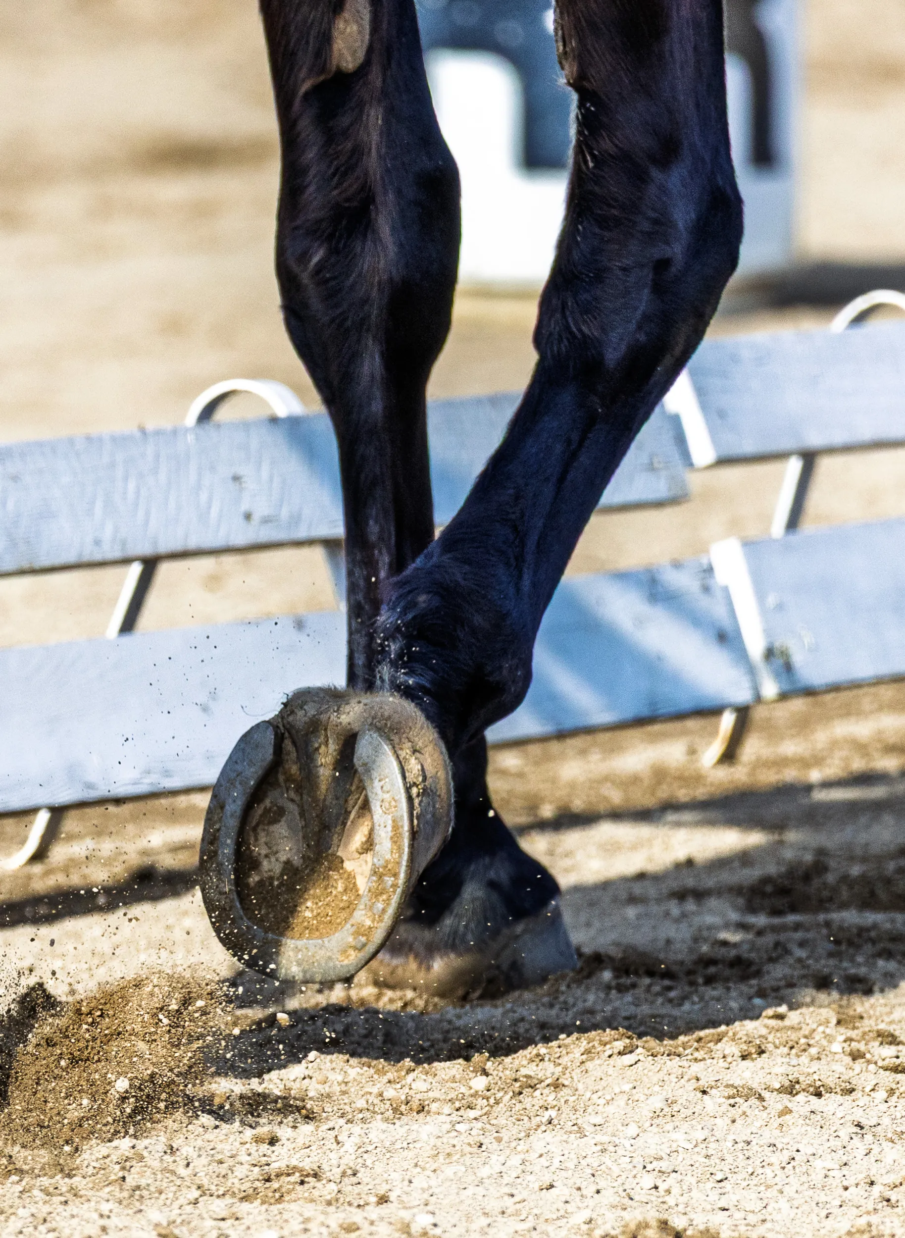 Horses — 20
