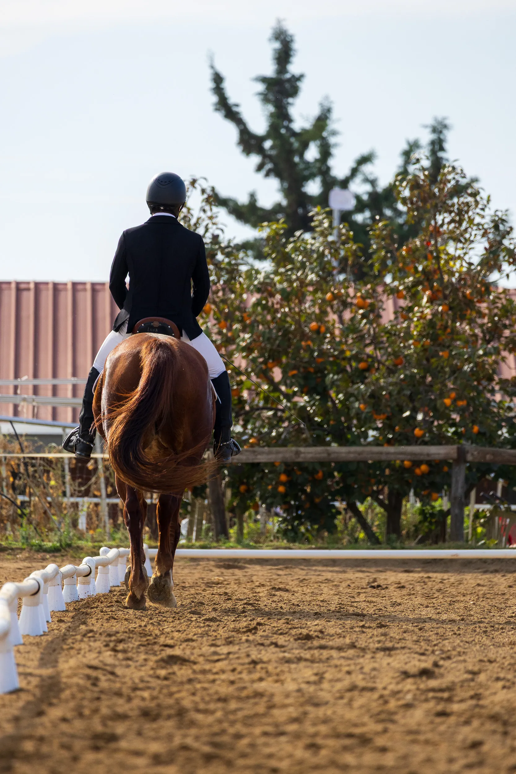 Horses — 21