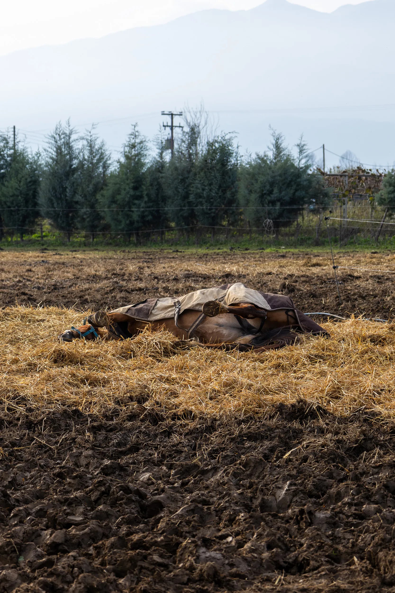 Horses — 22