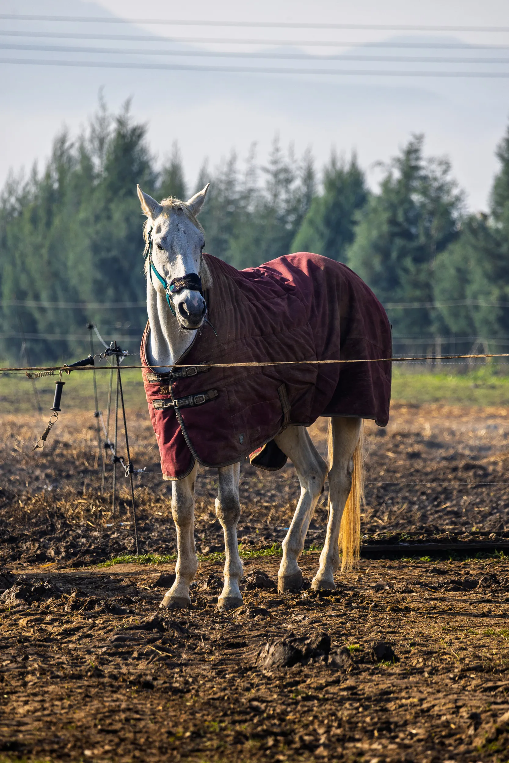 Horses — 23