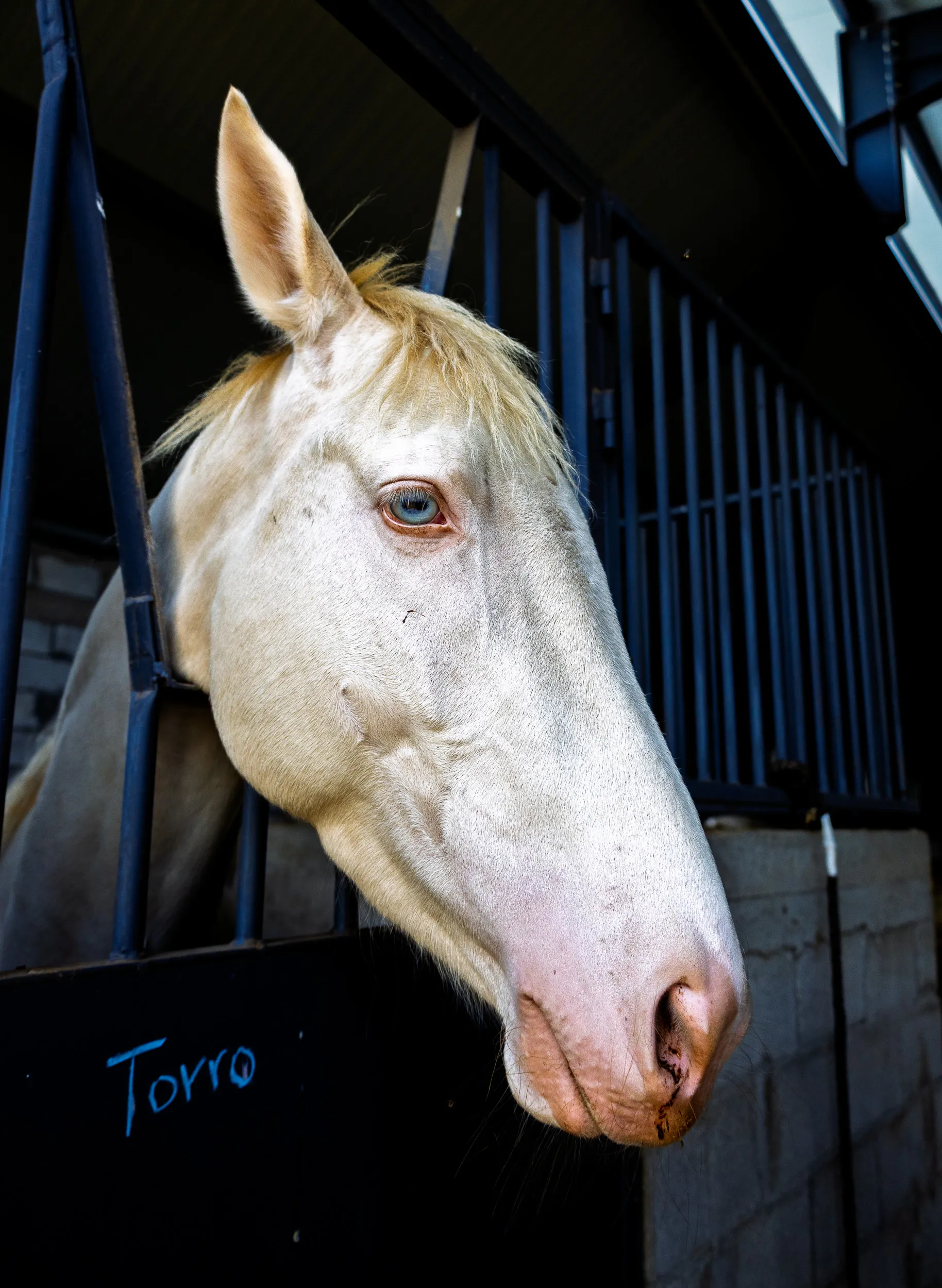Horses — 24