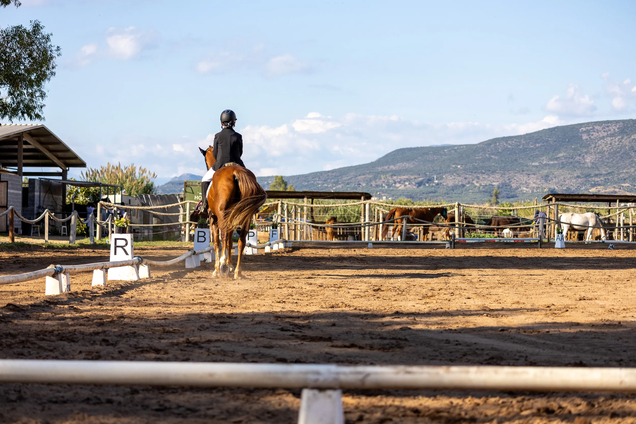 Horses — 4
