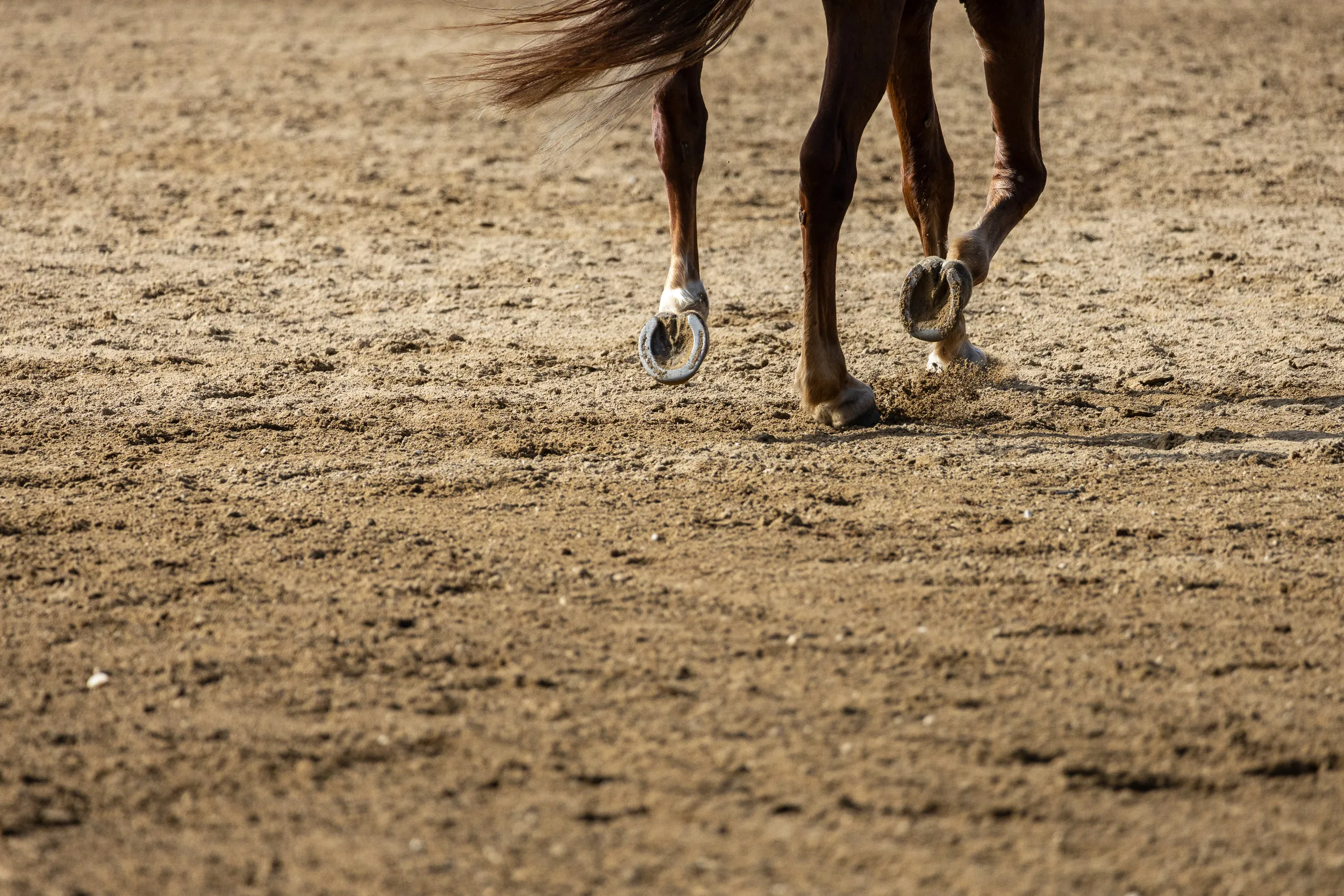 Horses — 7