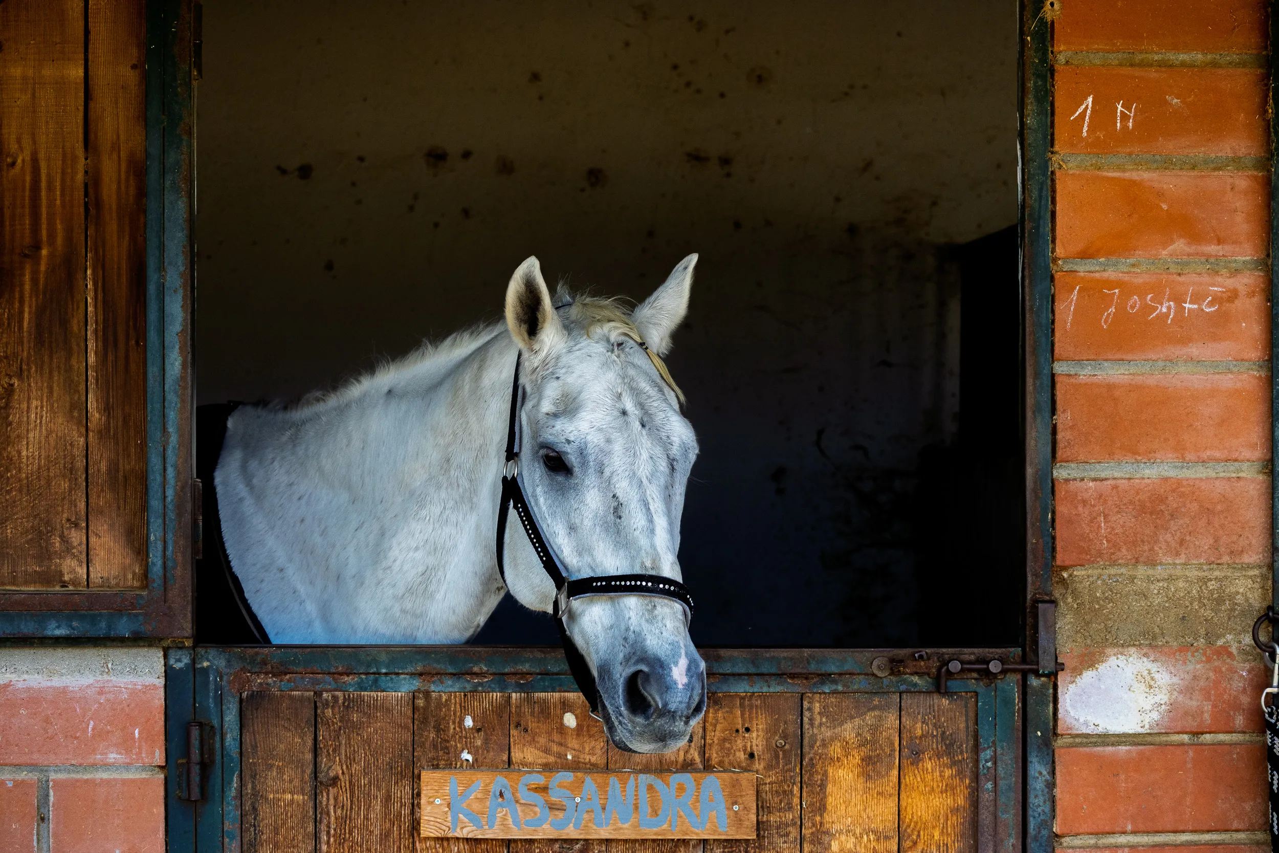 Horses — 9