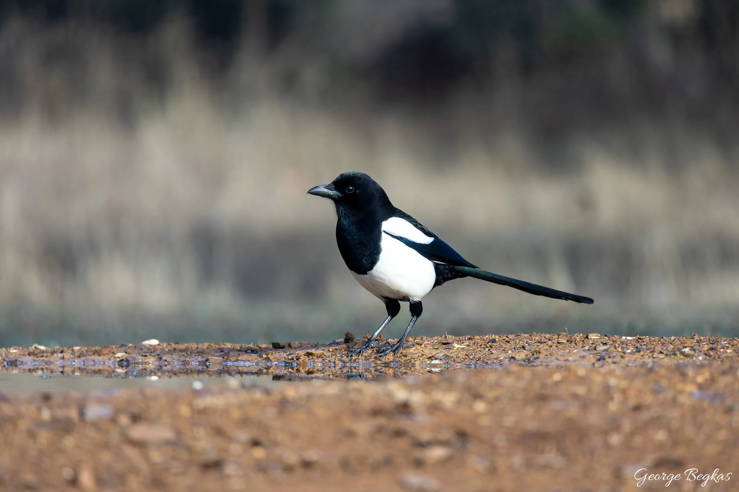 Iberian Wildlife — 6