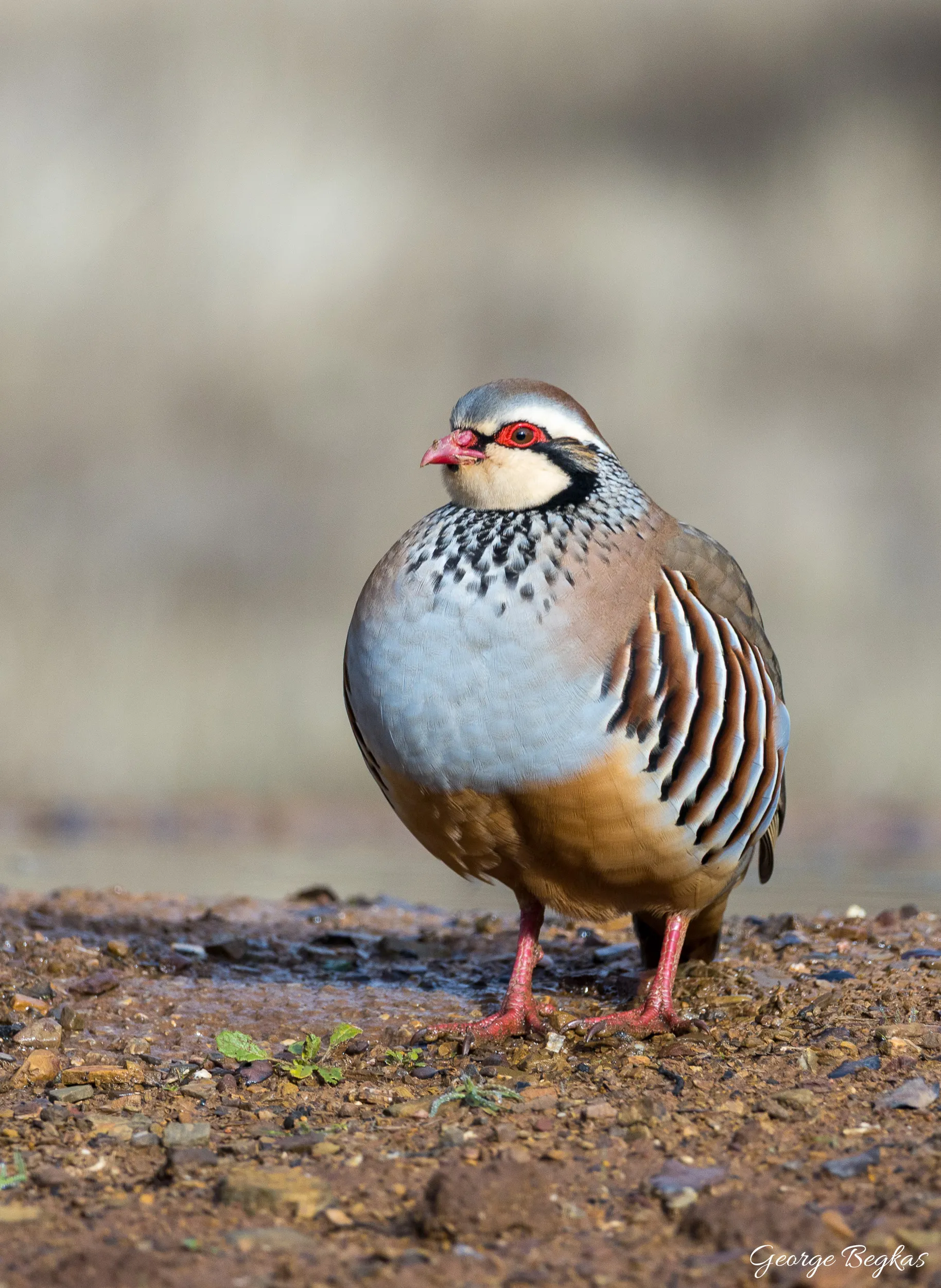 Iberian Wildlife — 7