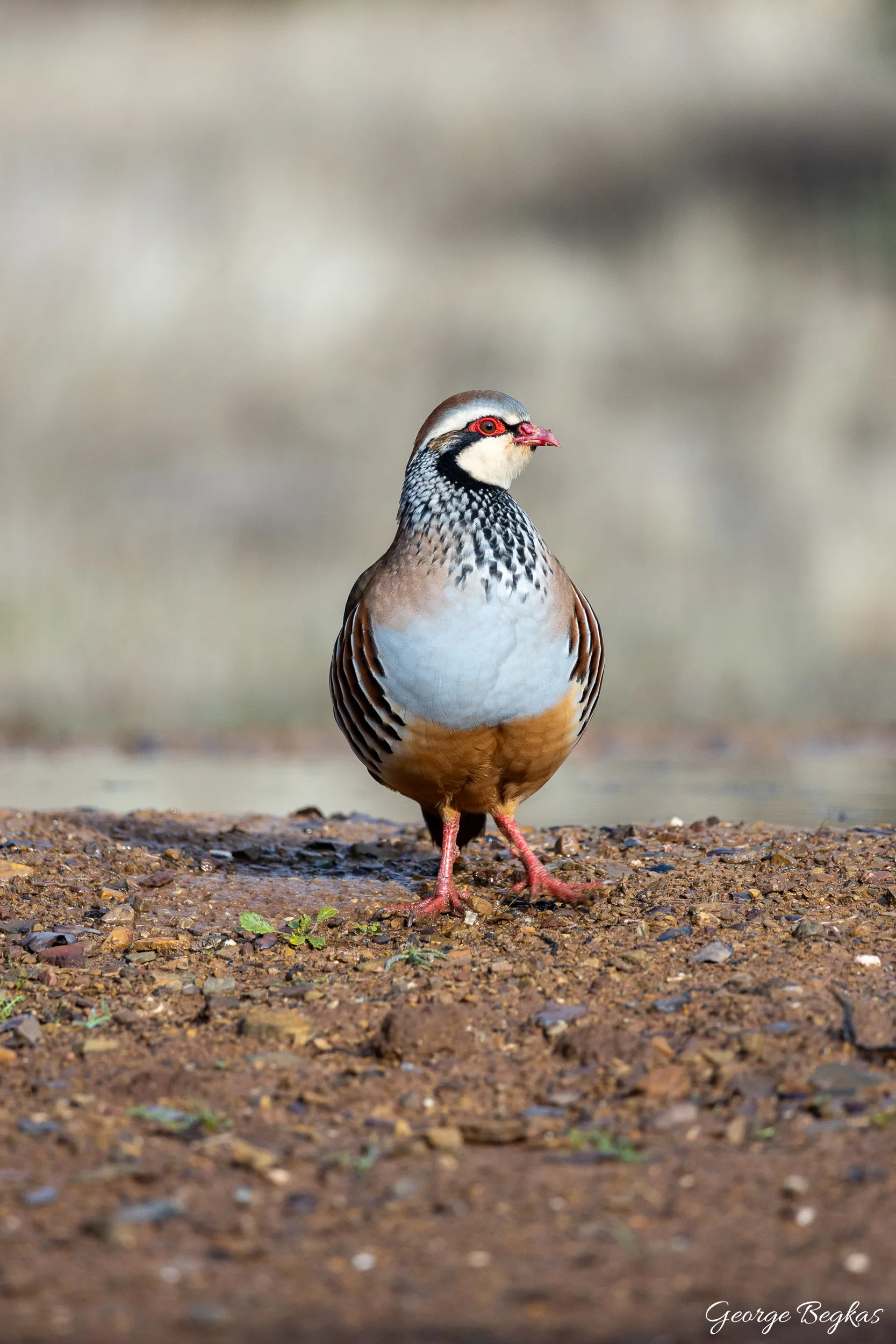 Iberian Wildlife — 8