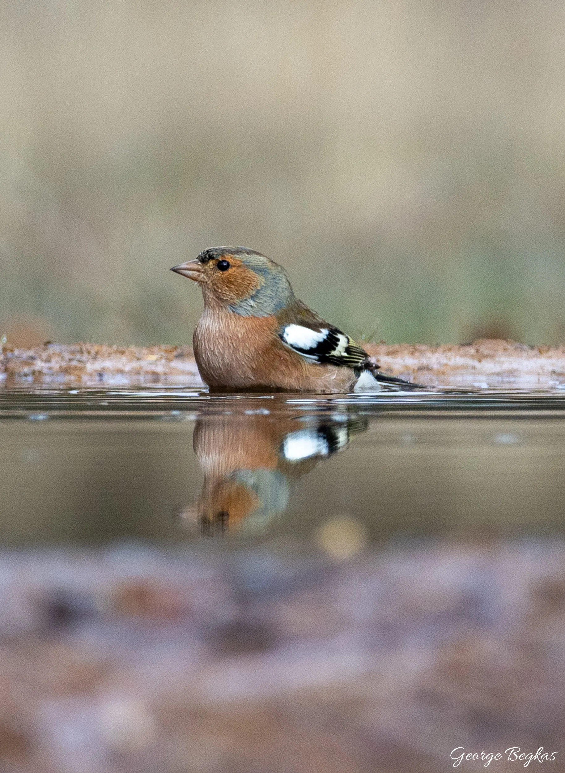 Iberian Wildlife — 9