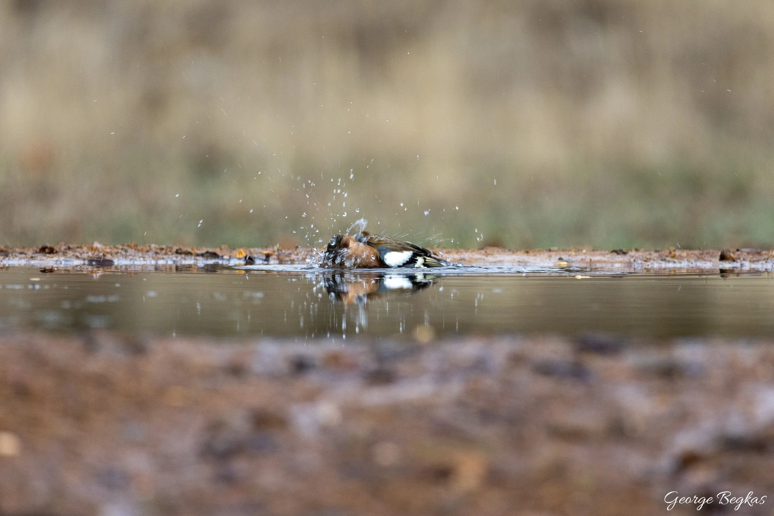Iberian Wildlife — 10
