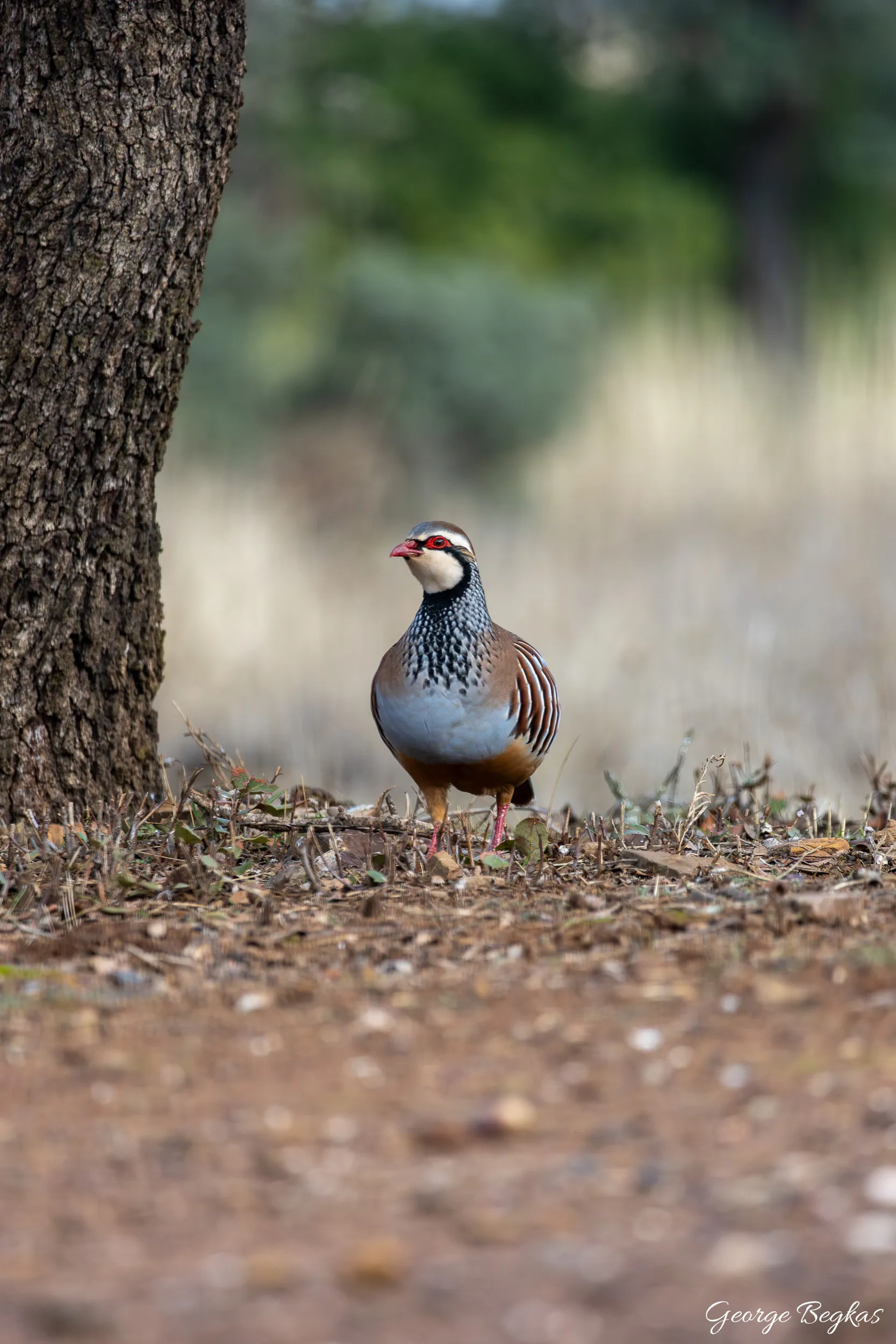 Iberian Wildlife — 11