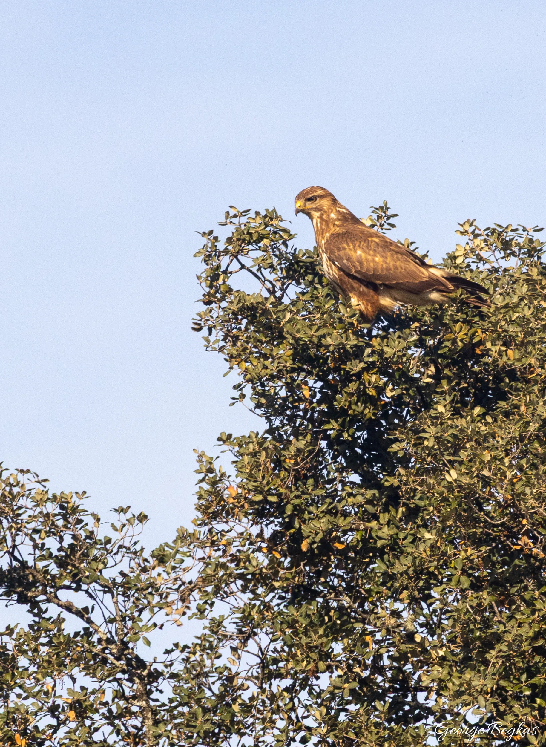 Iberian Wildlife — 12