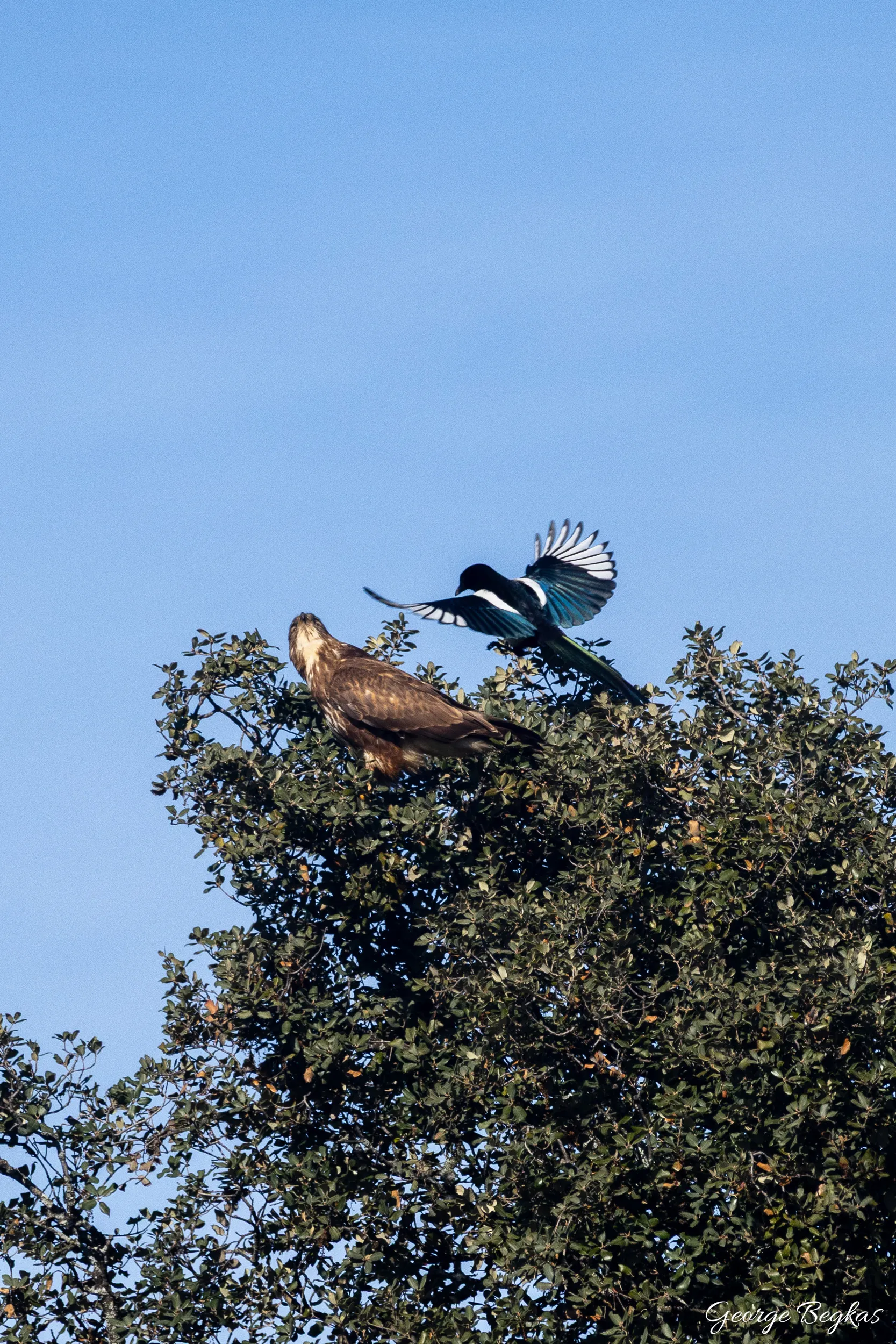 Iberian Wildlife — 13