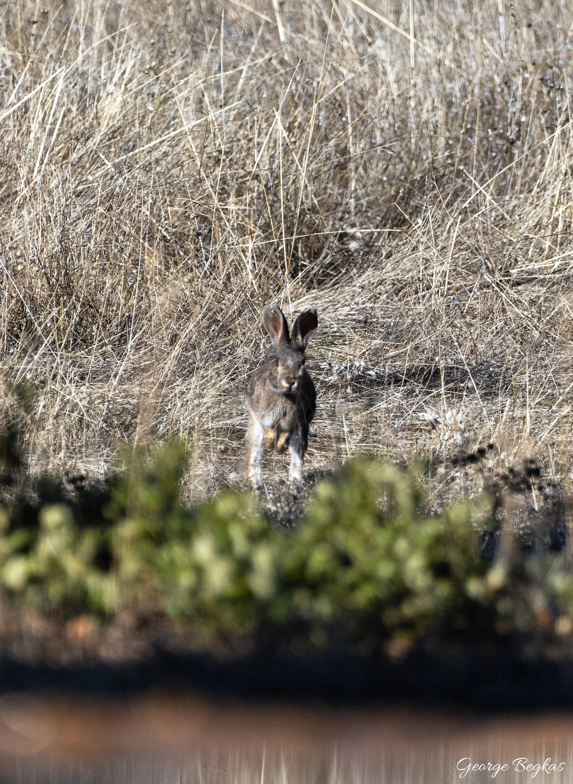 Iberian Wildlife — 14