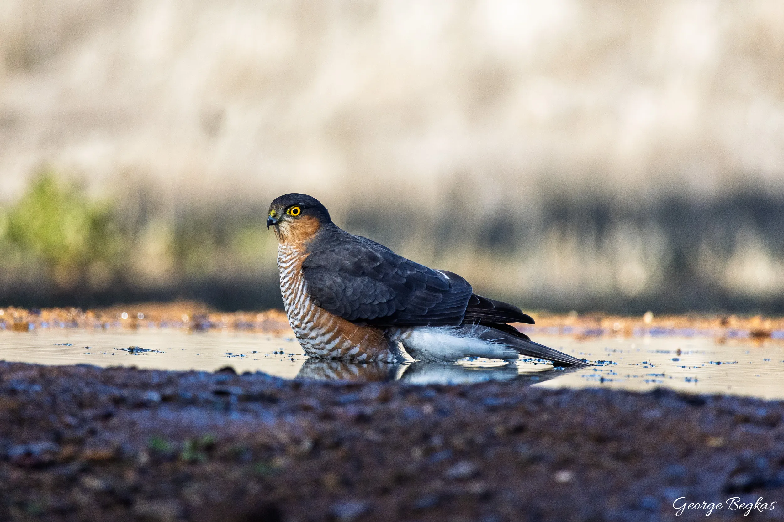 Iberian Wildlife — 15