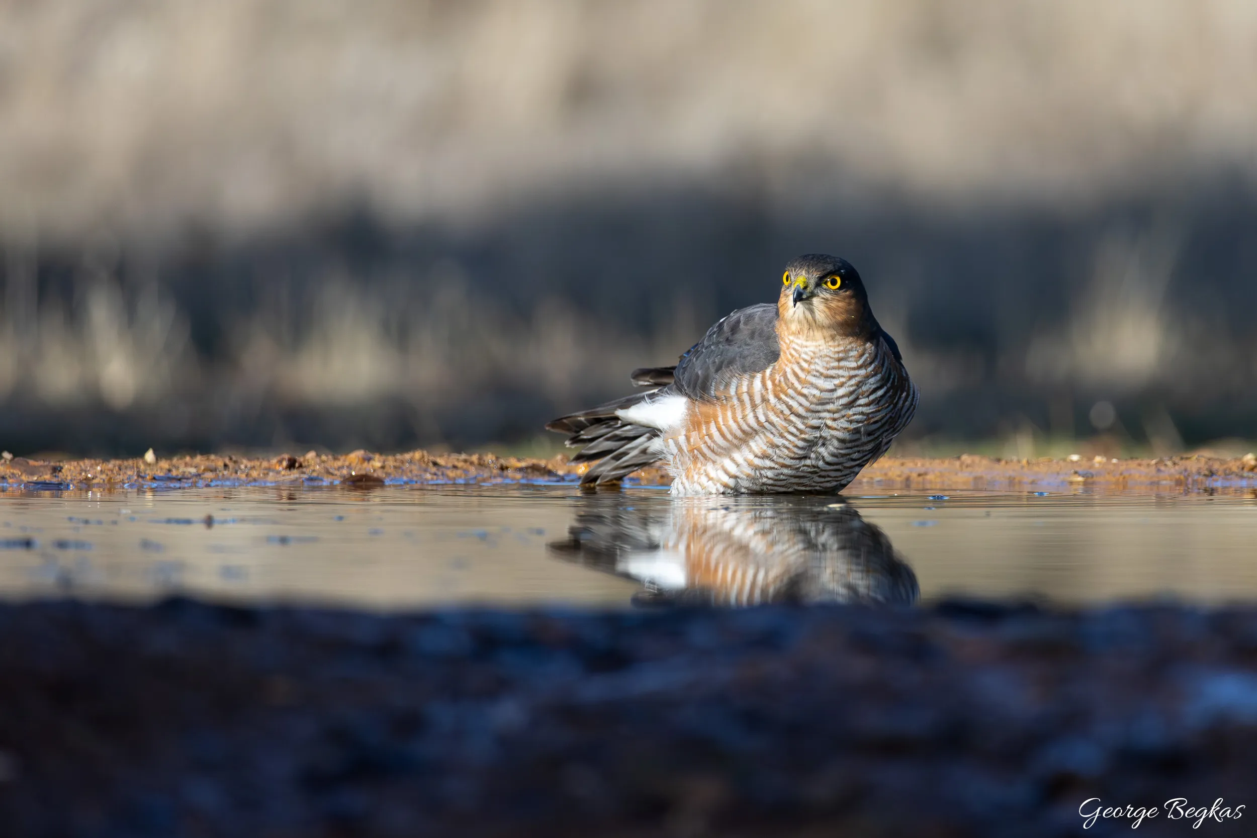 Iberian Wildlife — 16