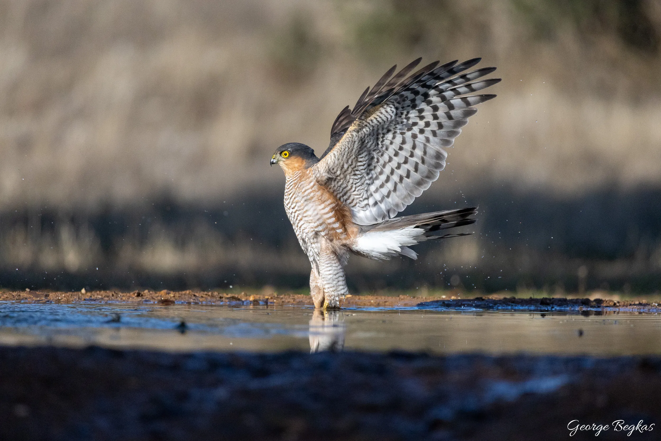 Iberian Wildlife — 17