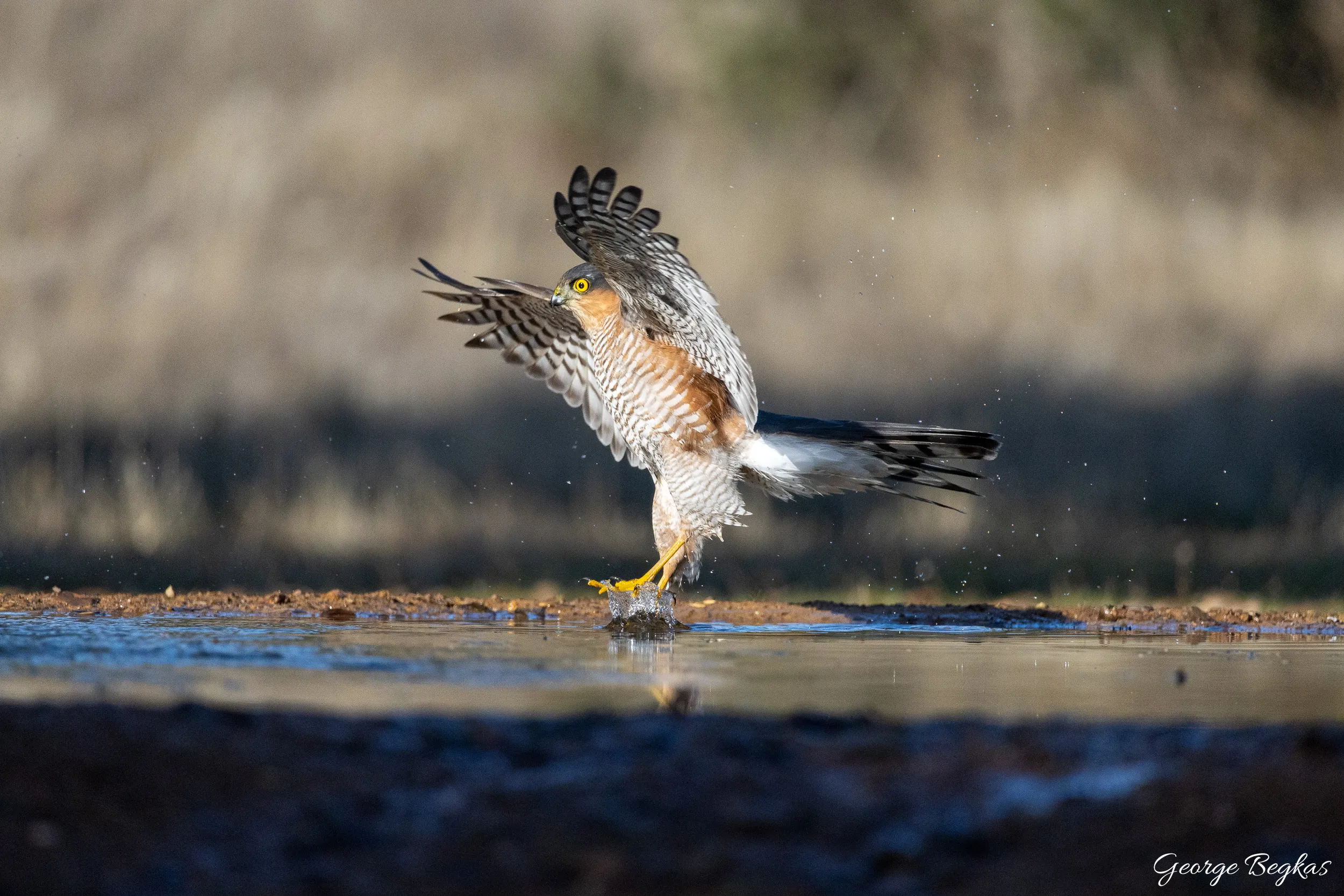 Iberian Wildlife — 18