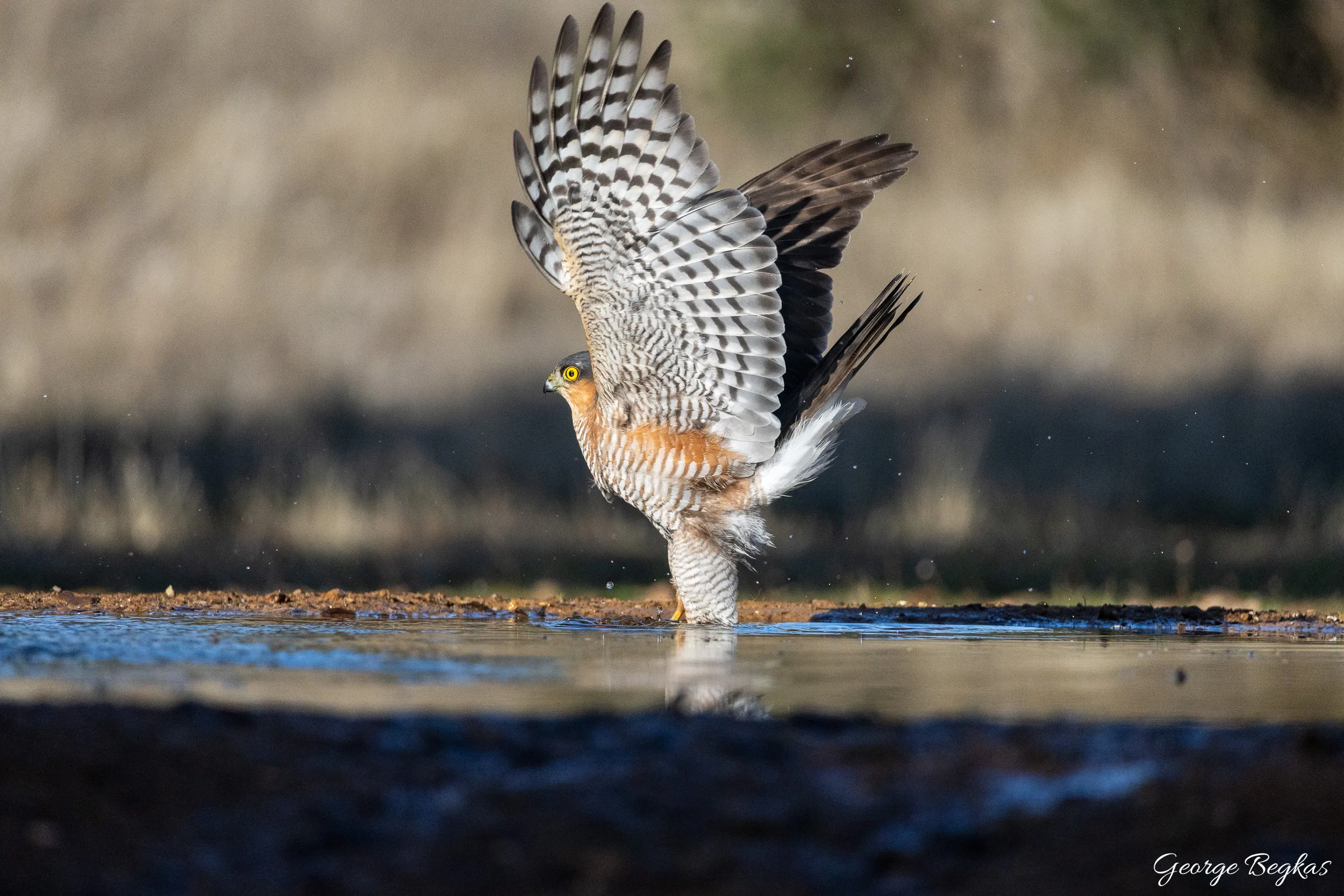 Iberian Wildlife — 19