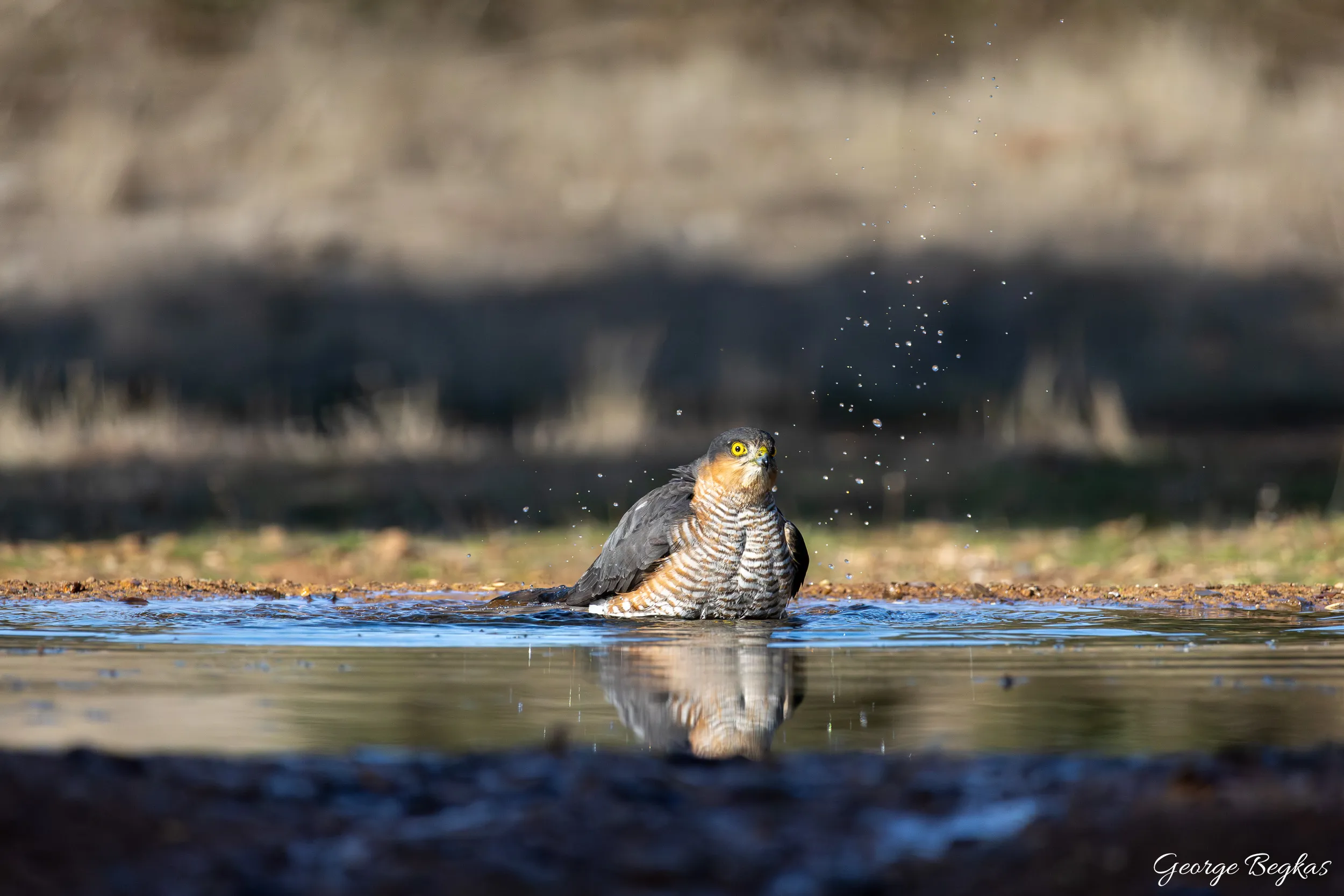 Iberian Wildlife — 20
