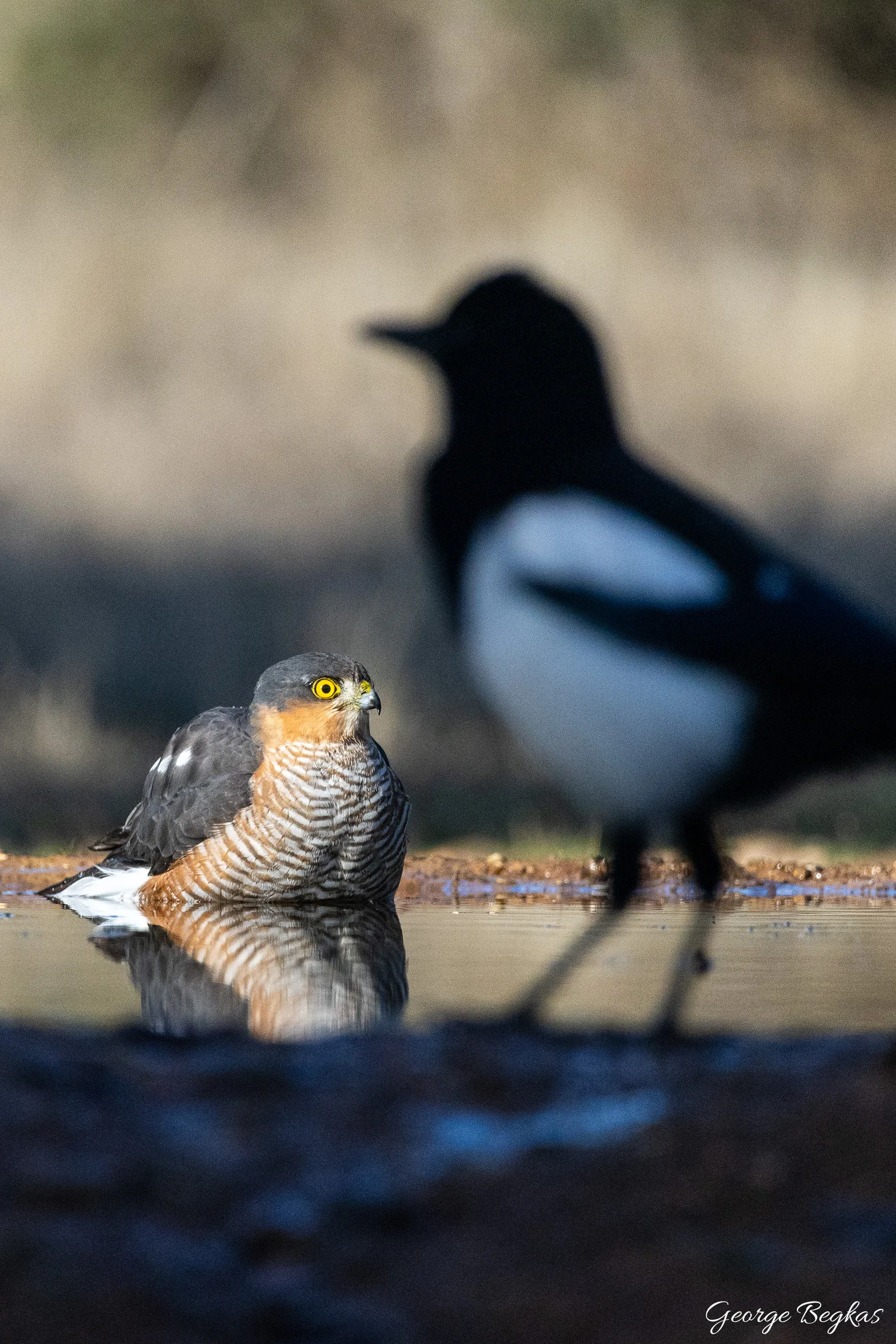Iberian Wildlife — 21