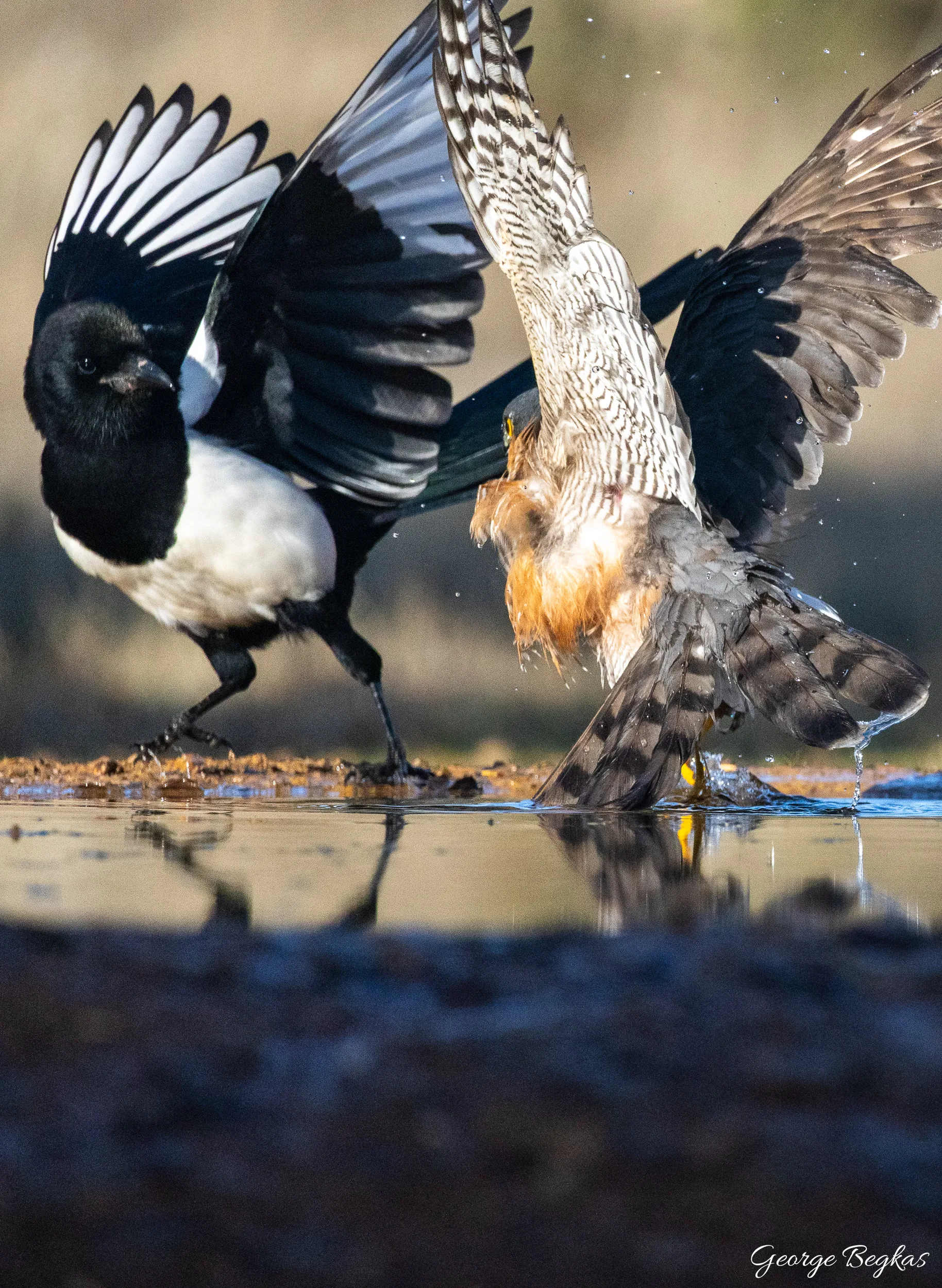 Iberian Wildlife — 22