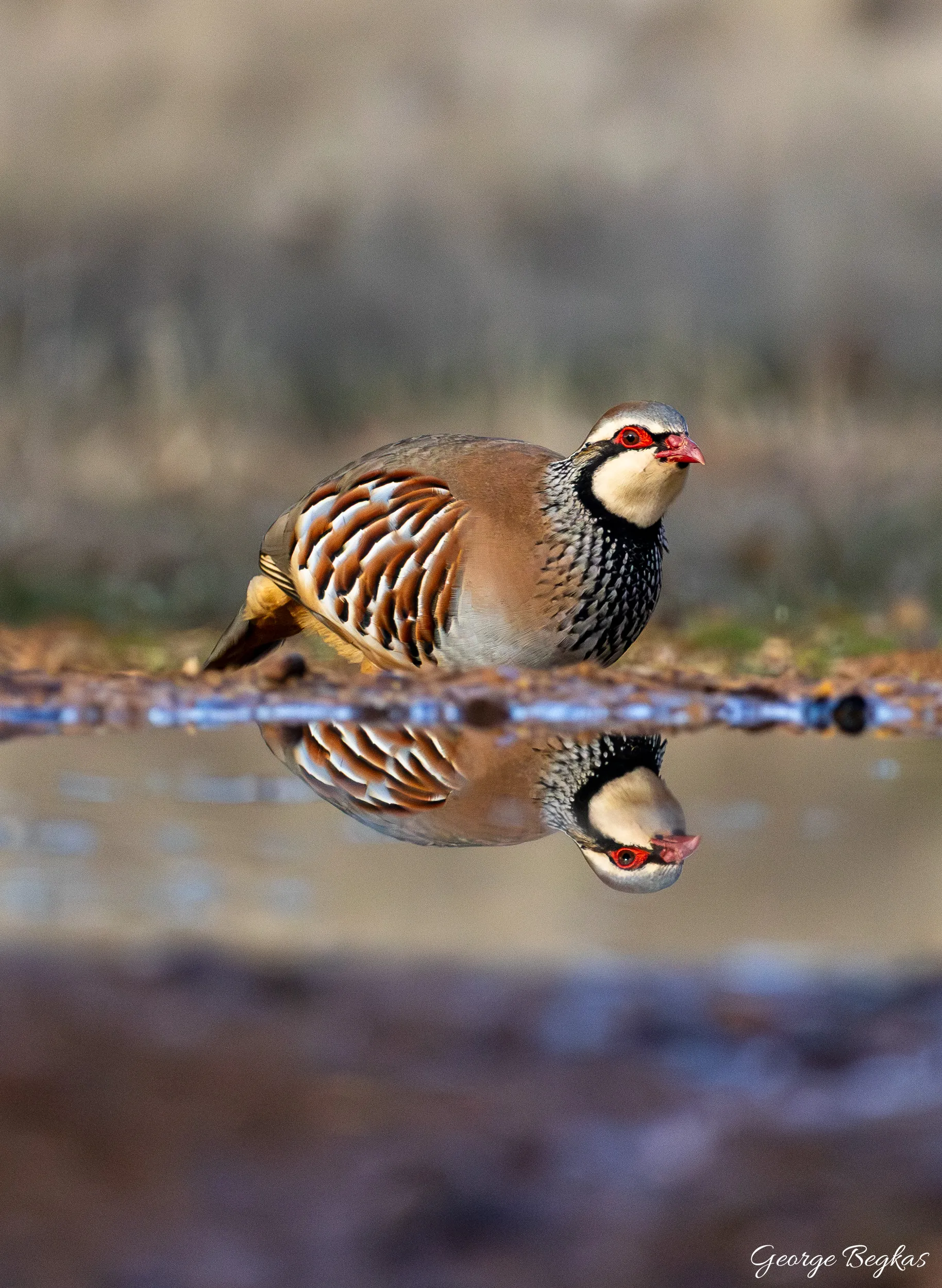 Iberian Wildlife — 23