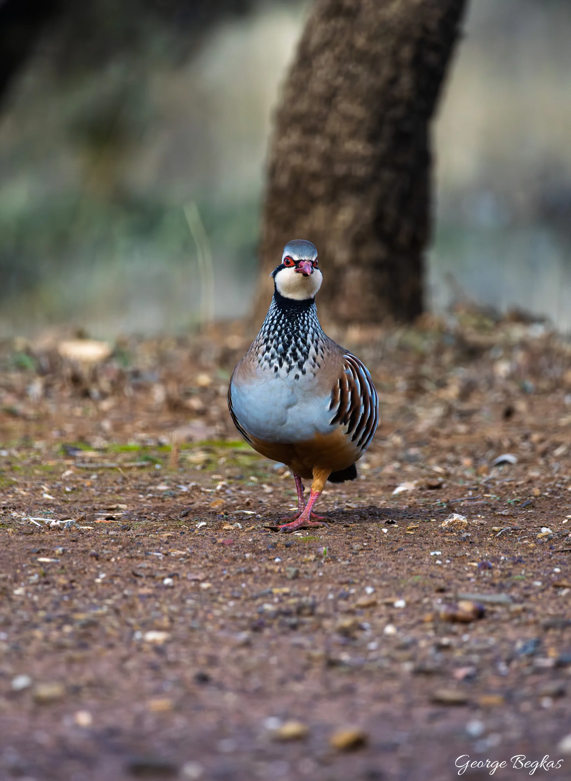 Iberian Wildlife — 24