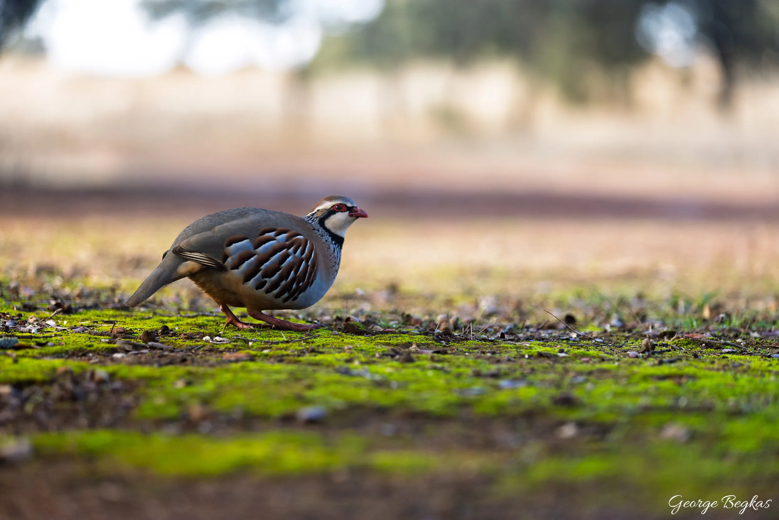Iberian Wildlife — 25
