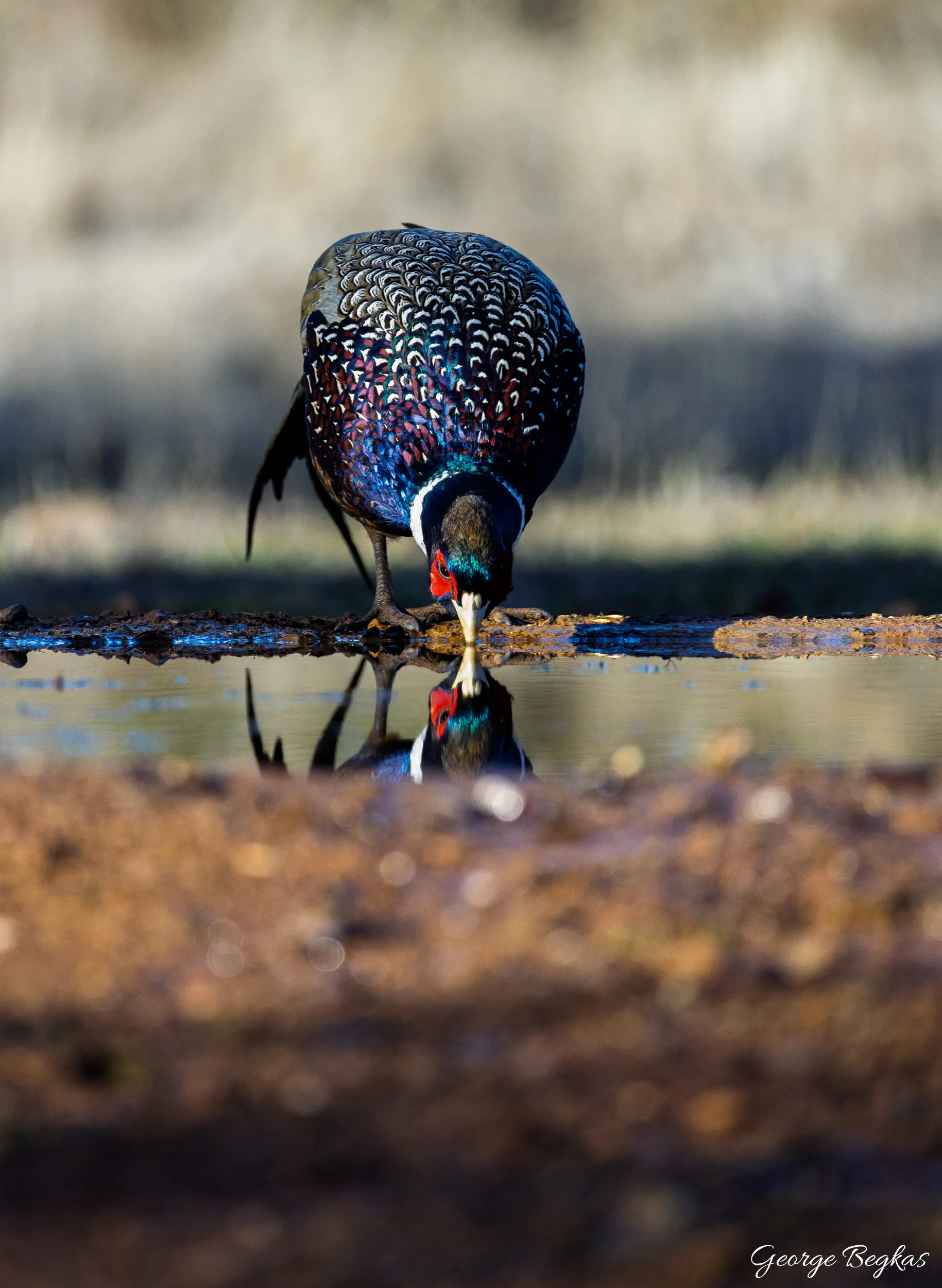 Iberian Wildlife — 26