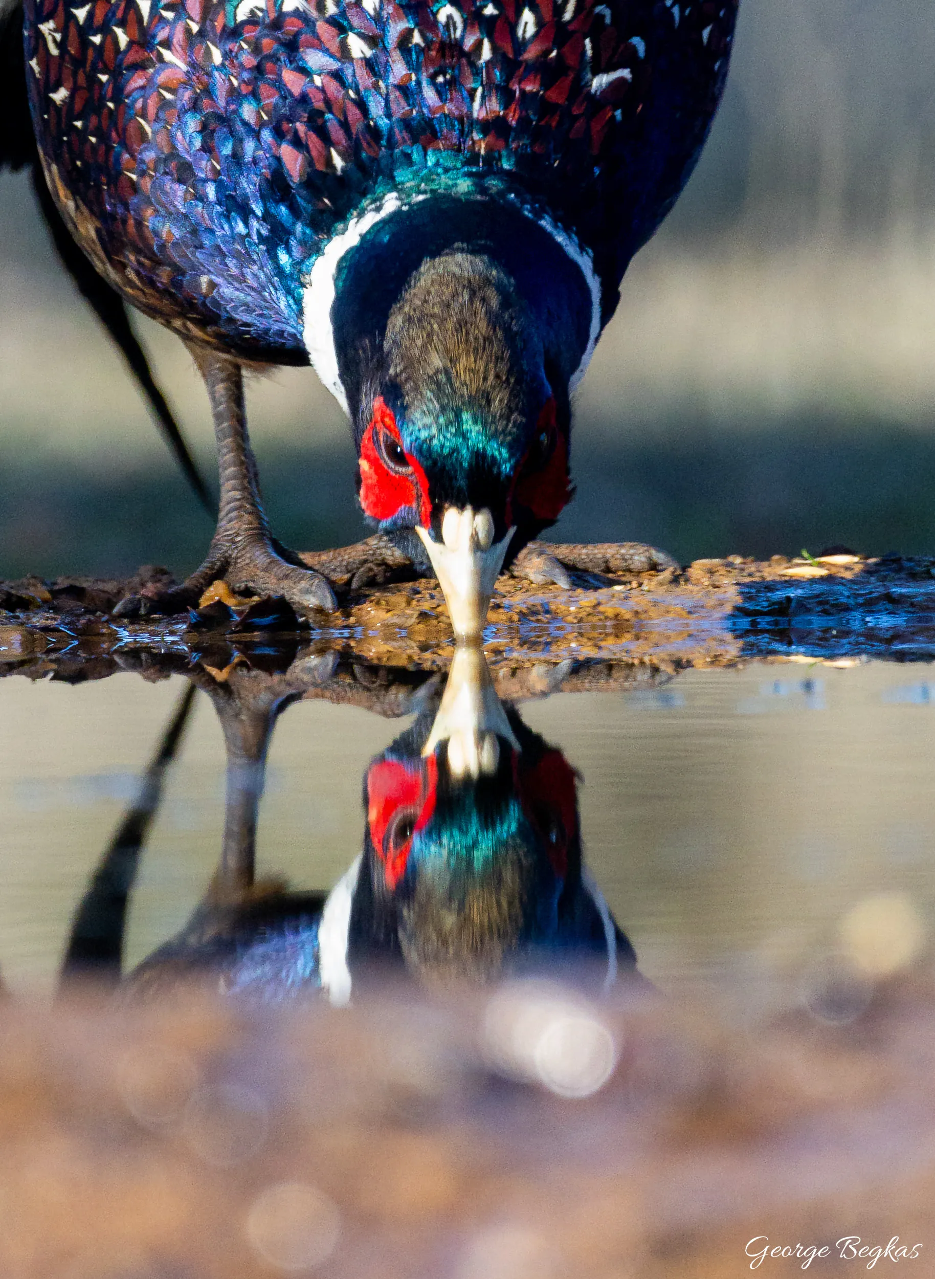 Iberian Wildlife — 27