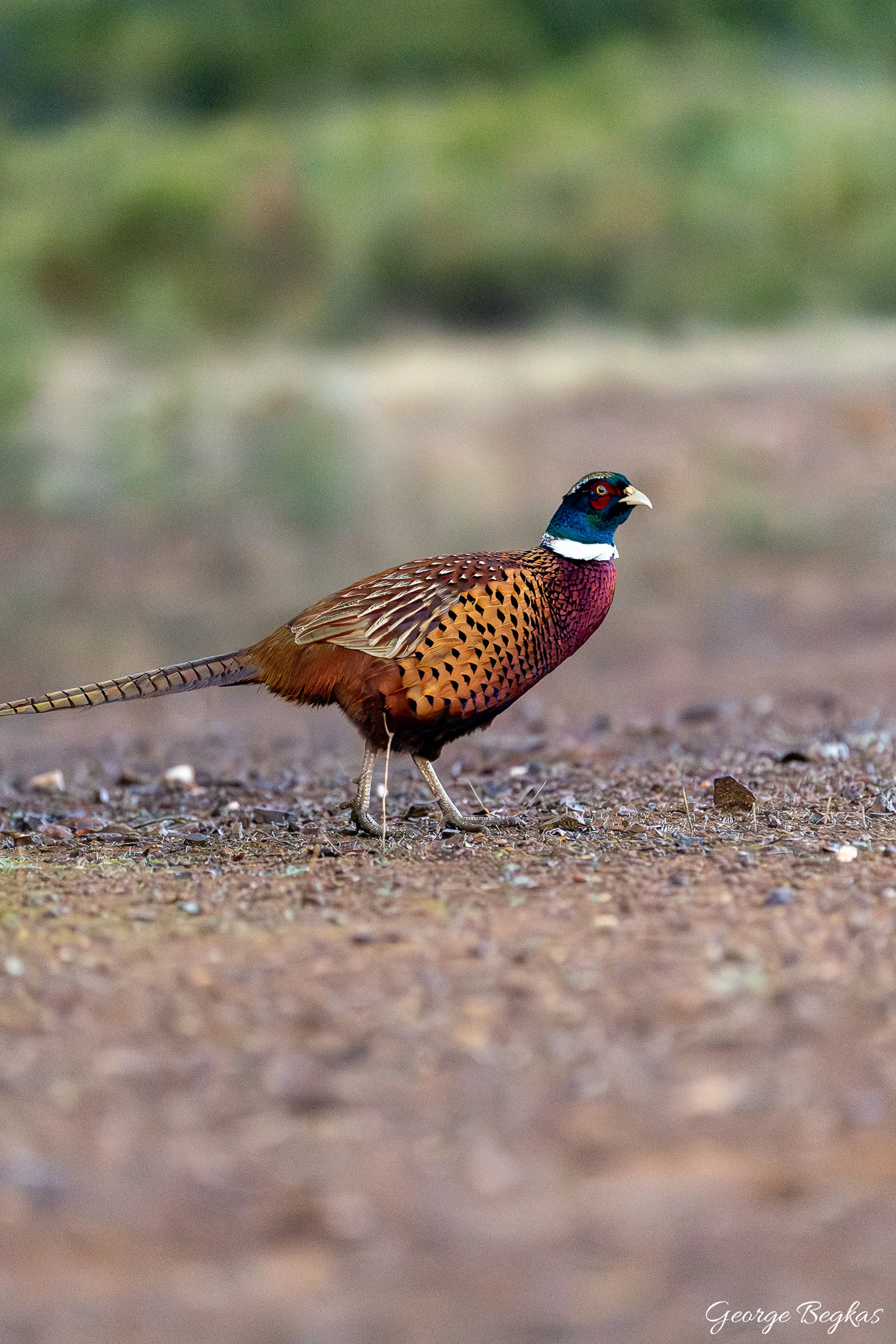 Iberian Wildlife — 28