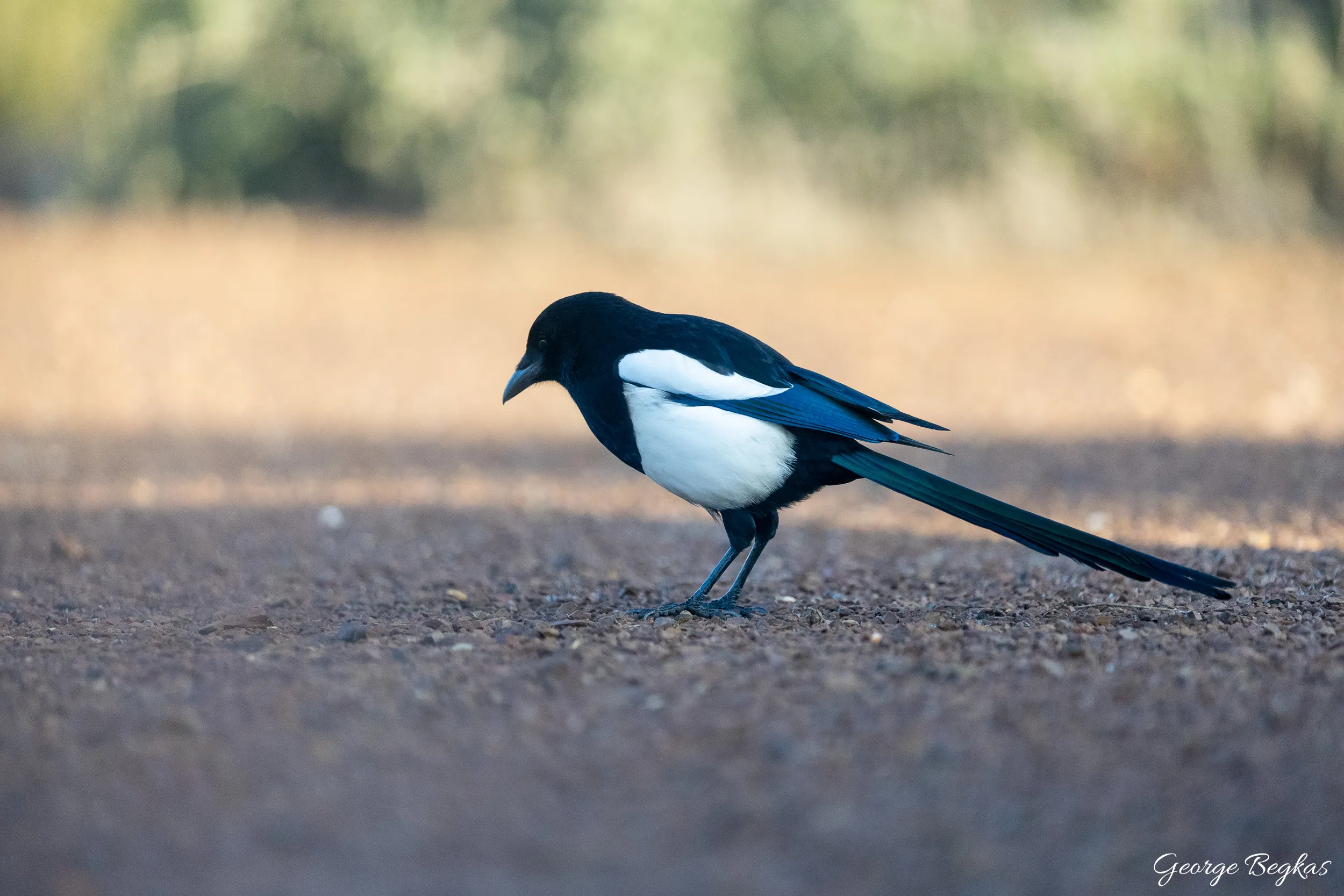 Iberian Wildlife — 29