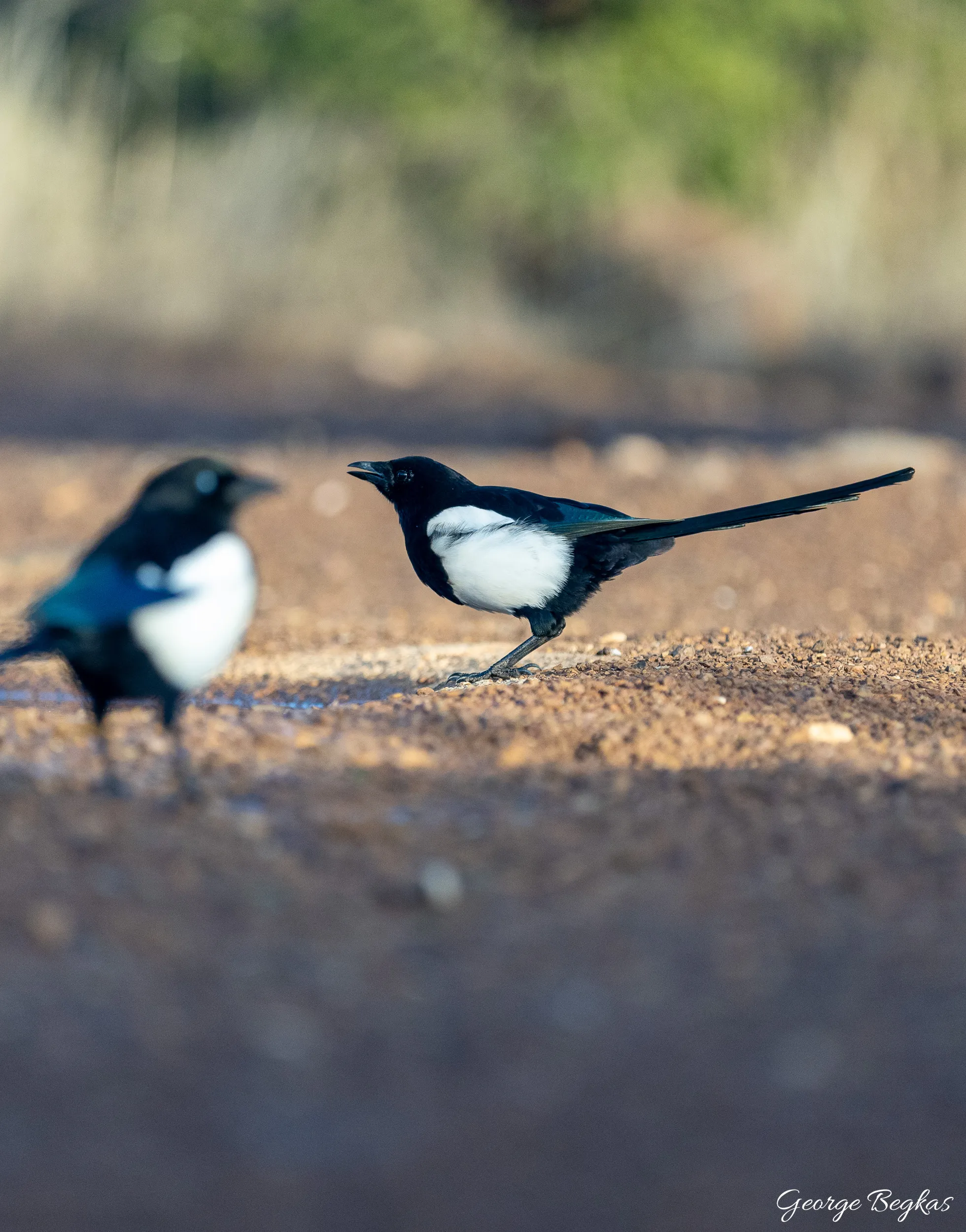 Iberian Wildlife — 30