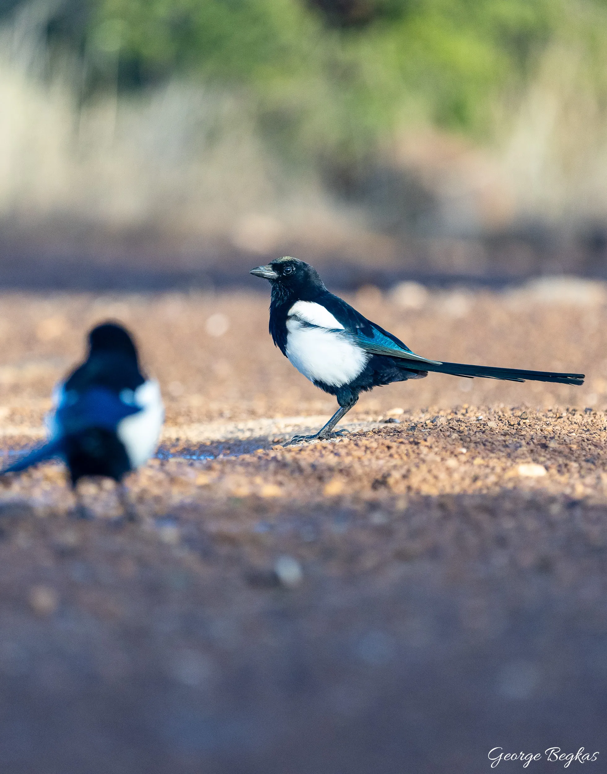 Iberian Wildlife — 31