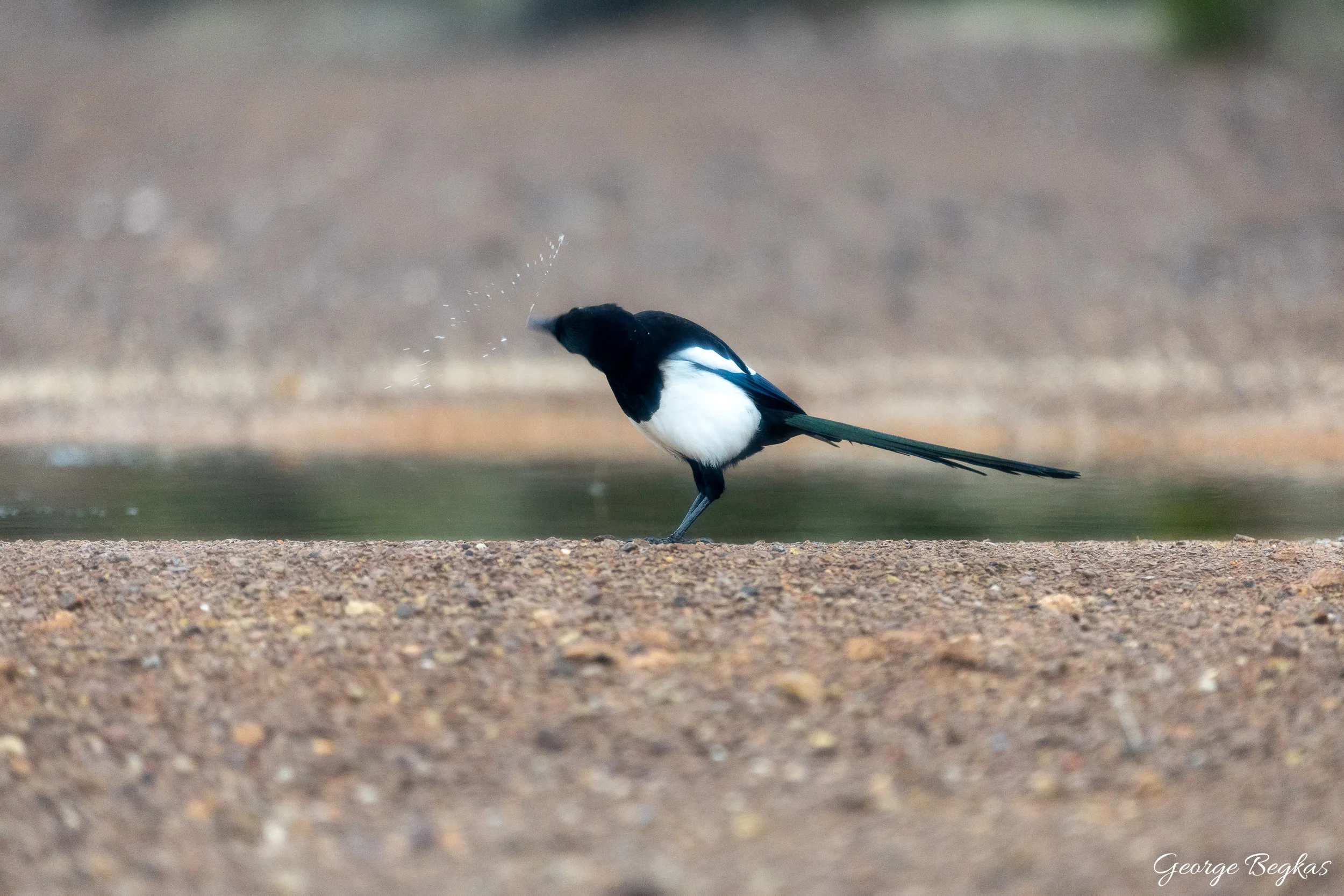 Iberian Wildlife — 32