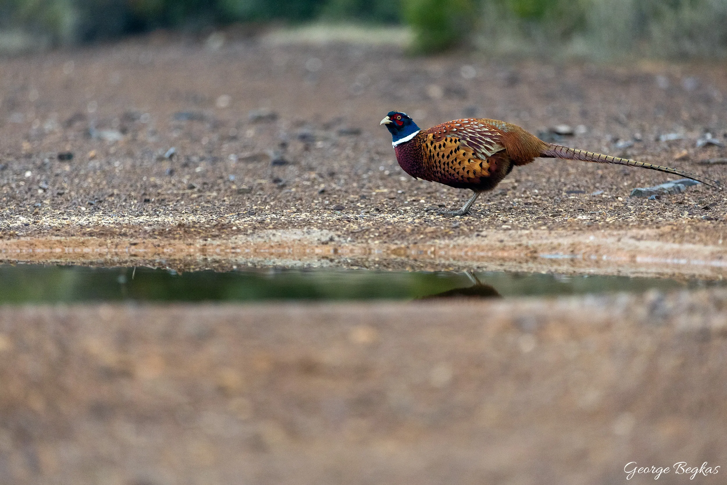 Iberian Wildlife — 33