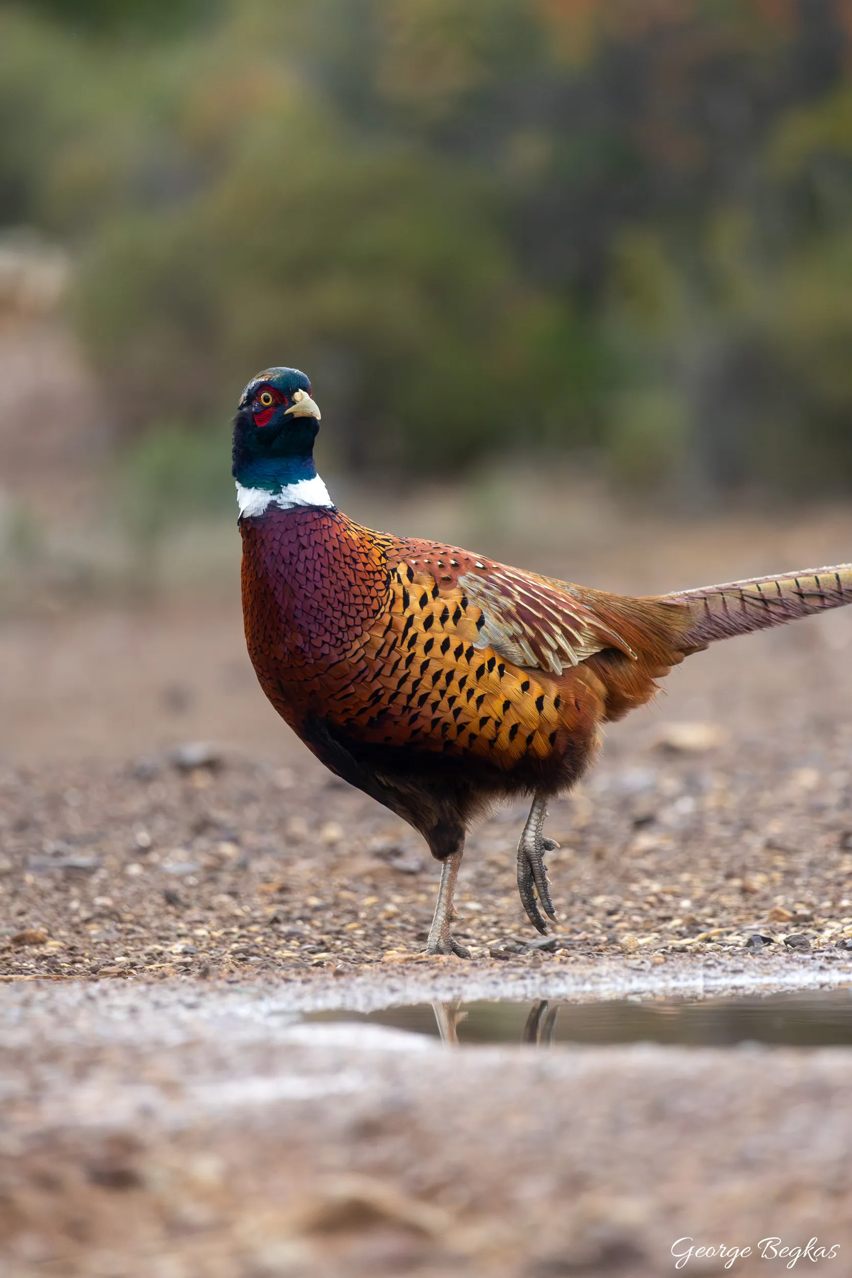 Iberian Wildlife — 34