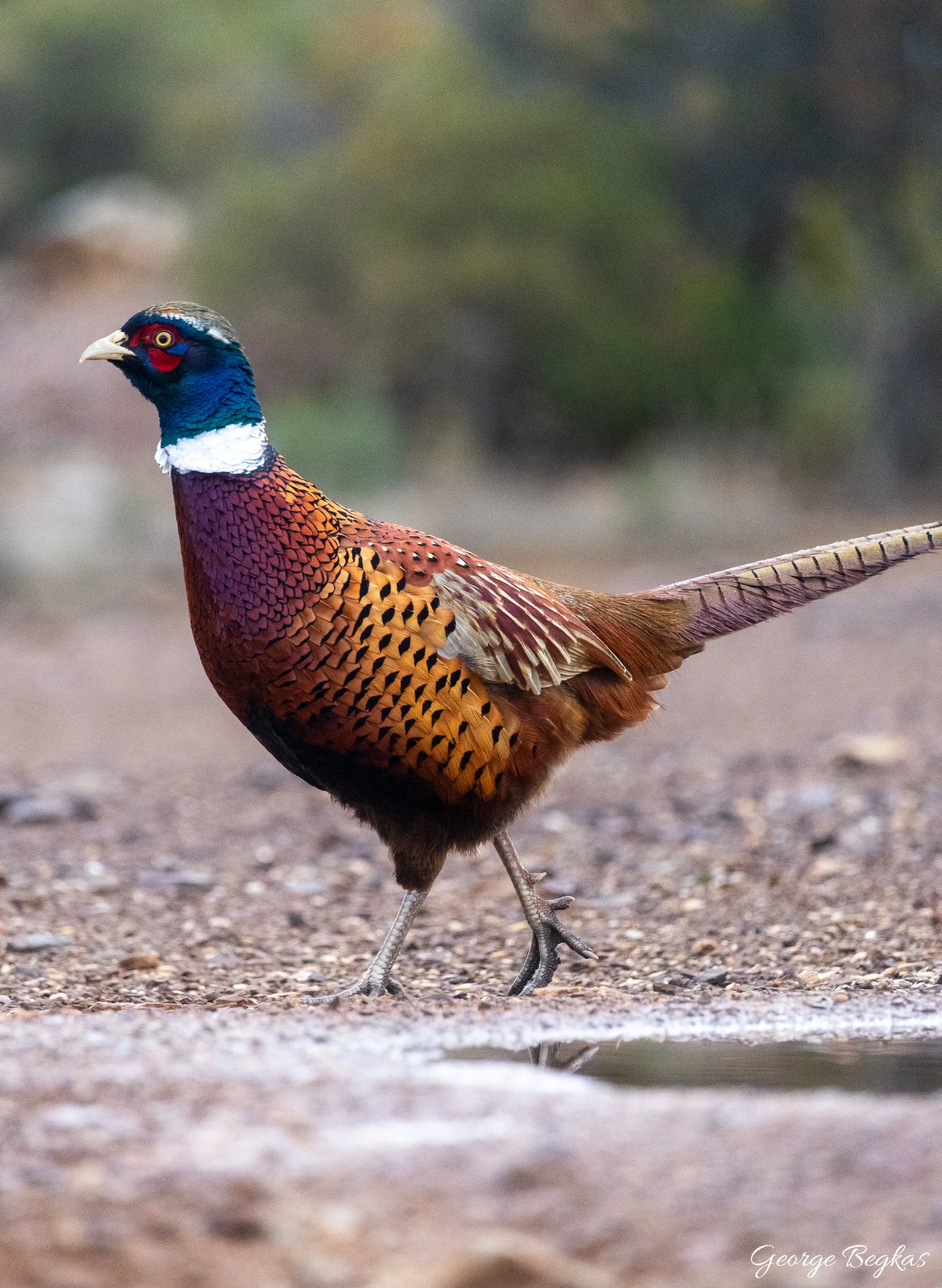 Iberian Wildlife — 35