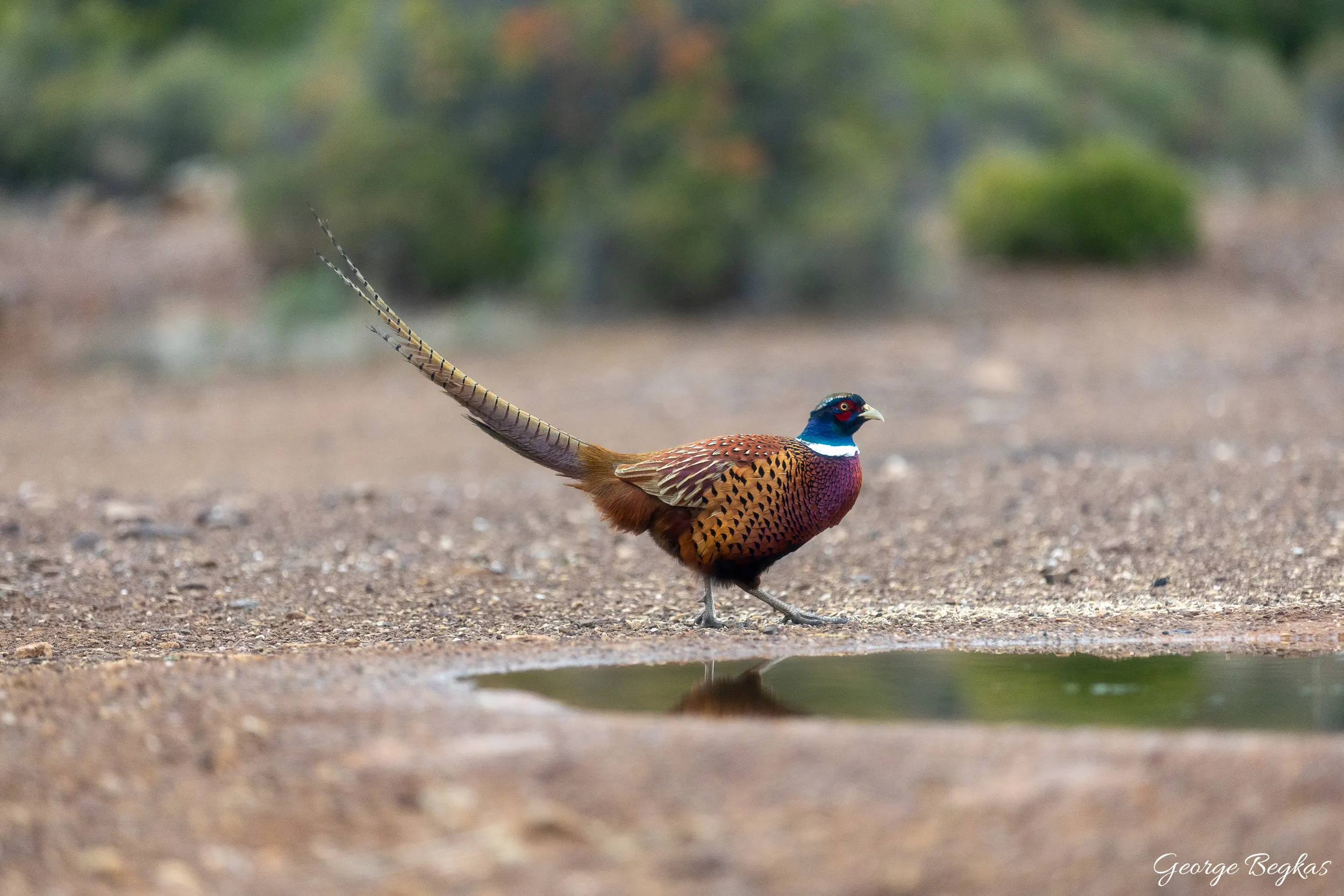 Iberian Wildlife — 36