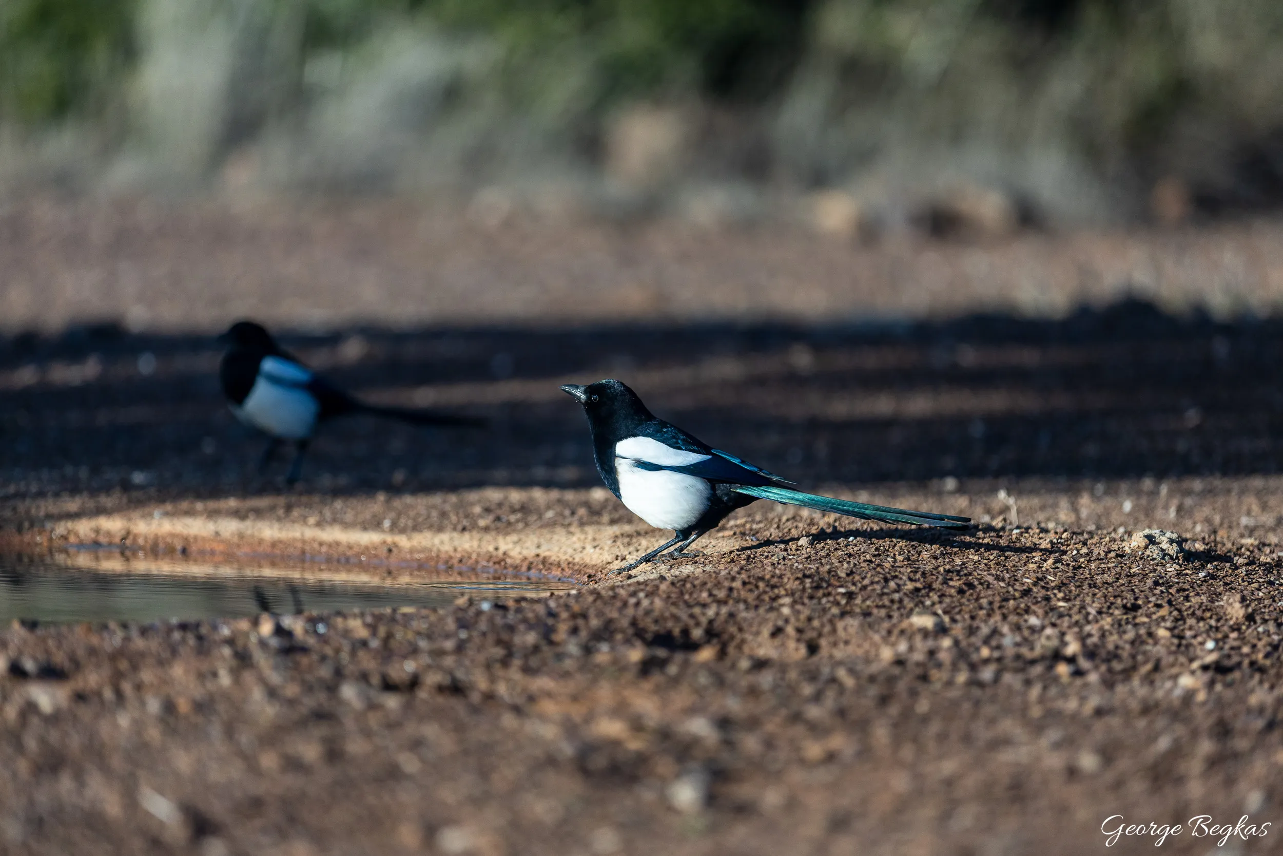 Iberian Wildlife — 37