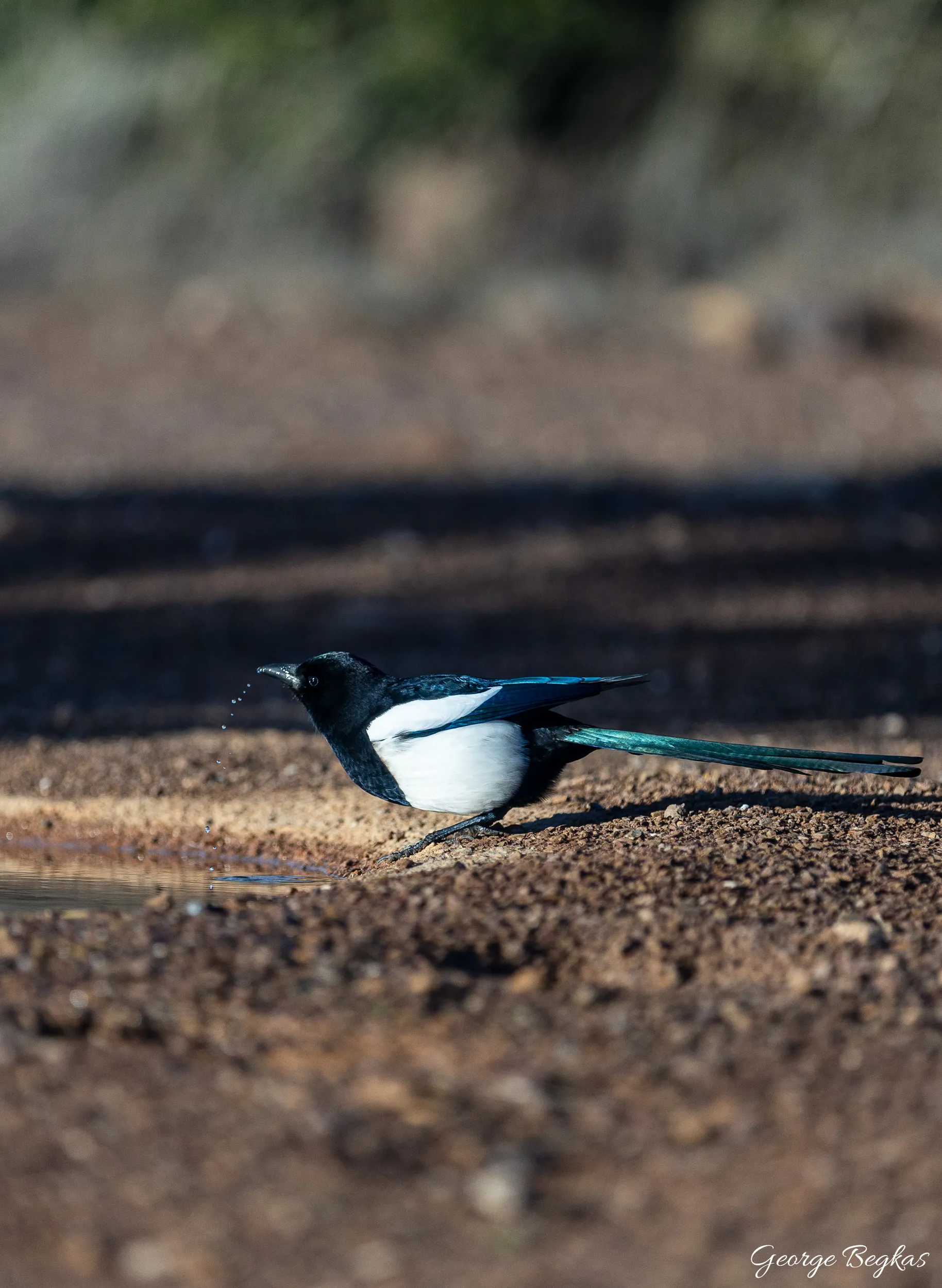 Iberian Wildlife — 38