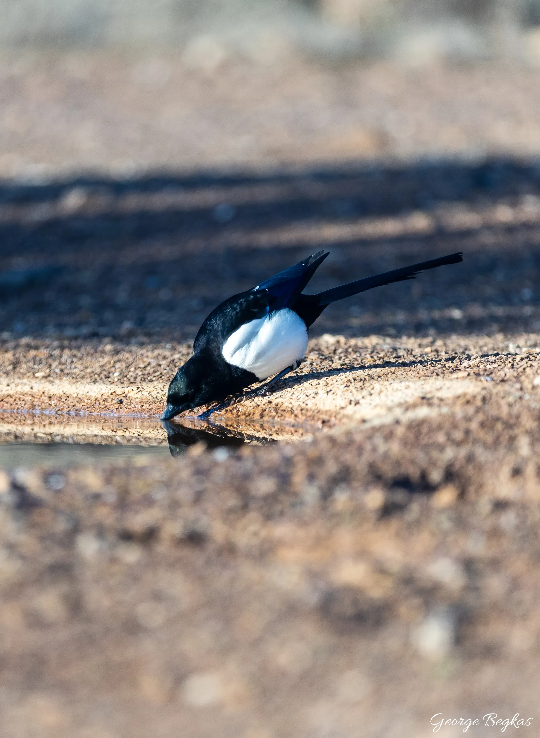 Iberian Wildlife — 39